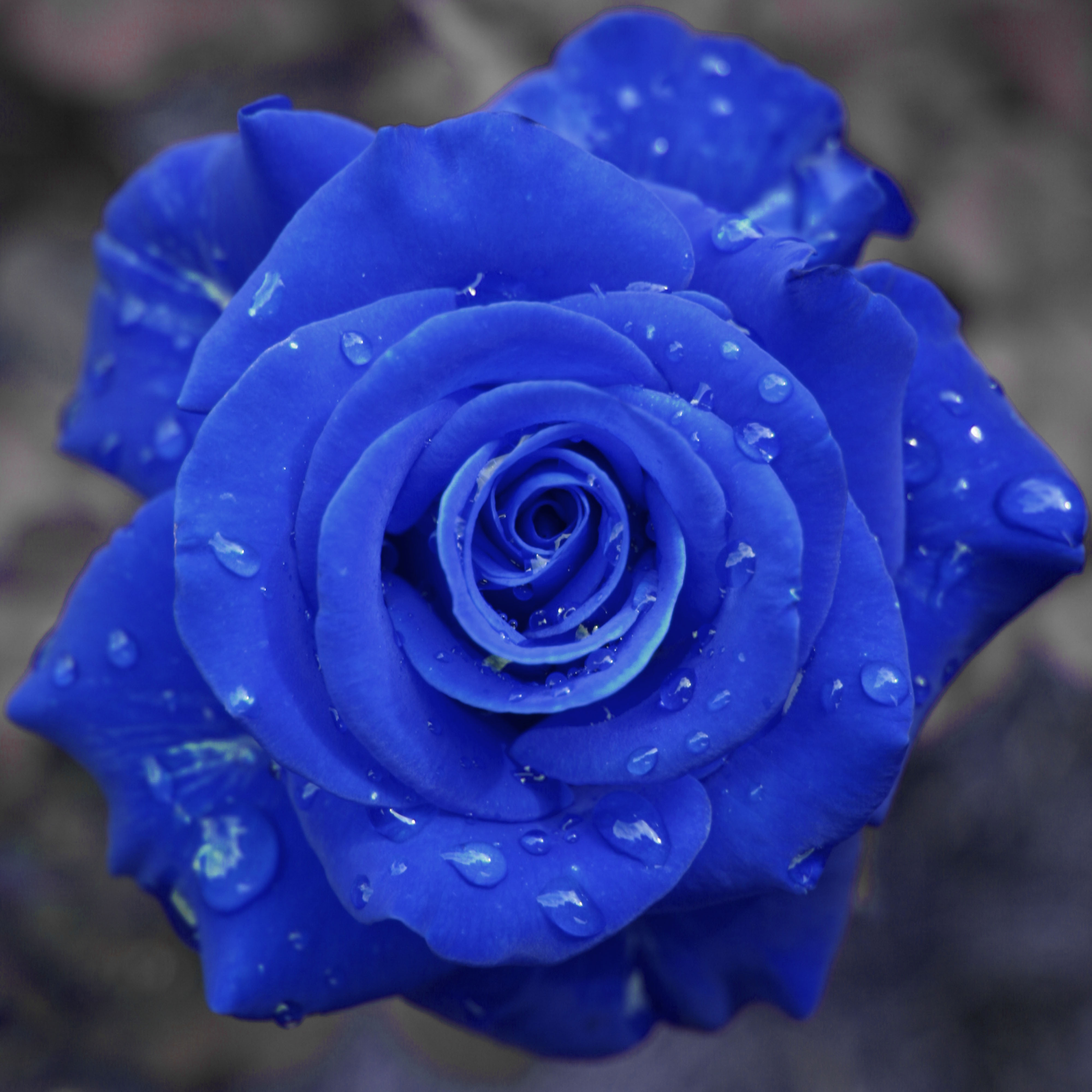 Голубая синь. Роза голубой Блу.... Роза Бомбей голубая роза. Блуе Фловер. Голубая Перинея роза.