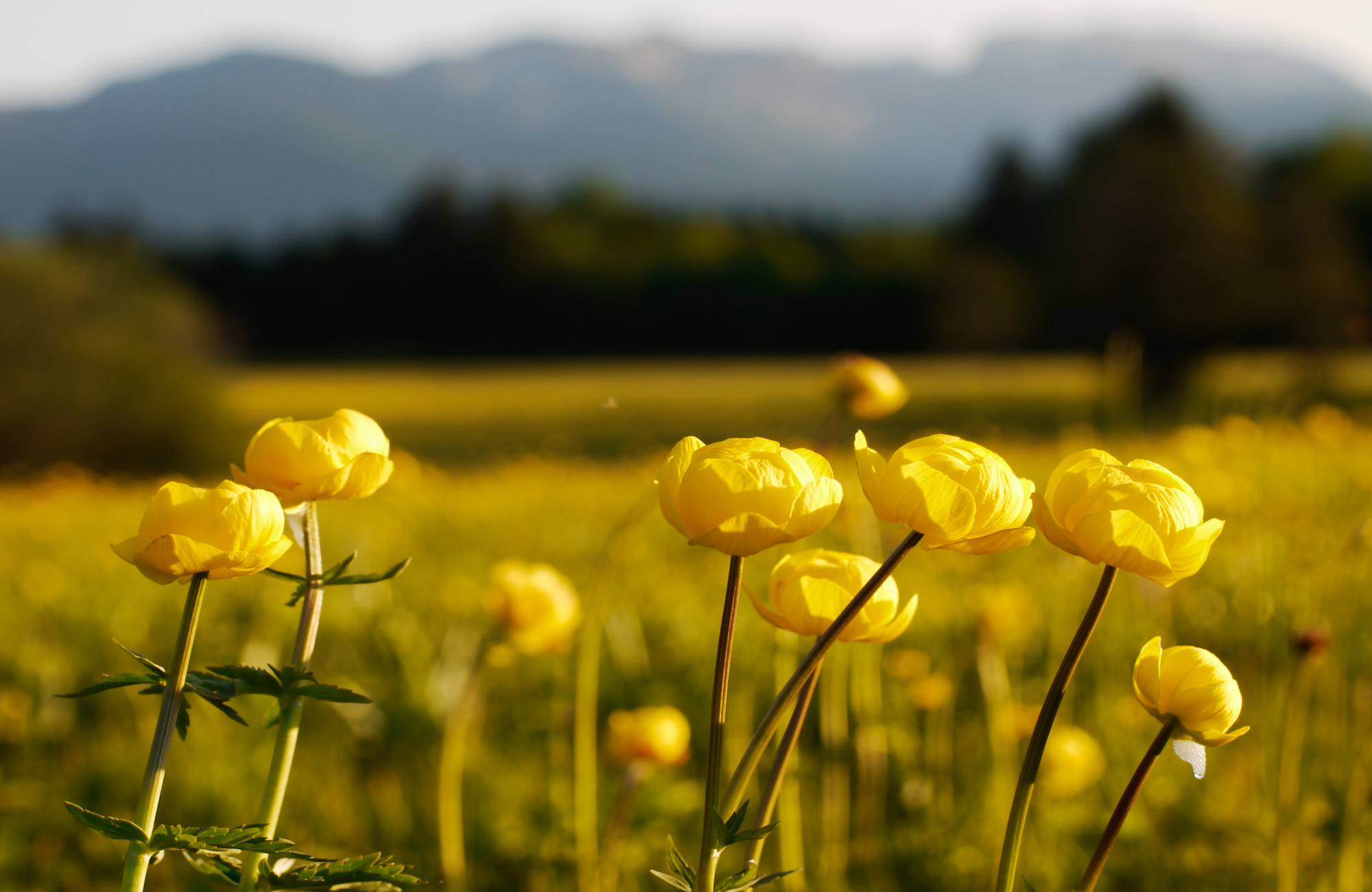 природа желтый цветок бессмертник бесплатно