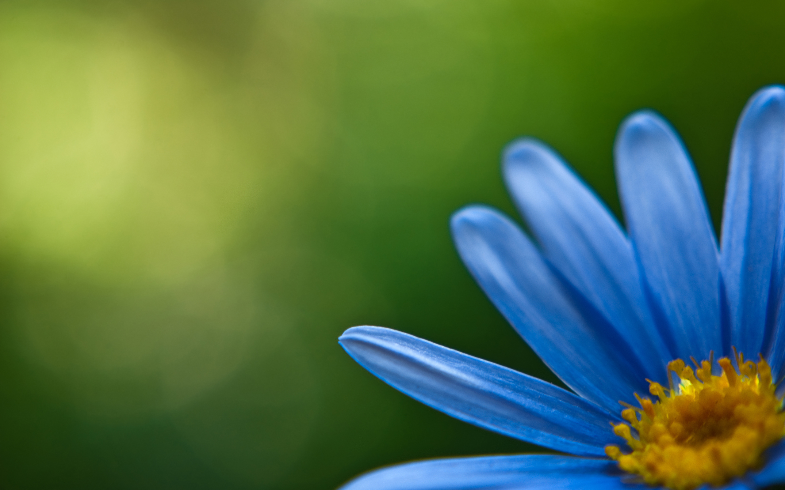 синий цветок ромашка макро без смс