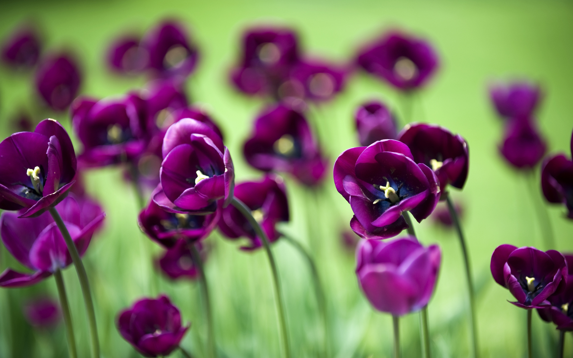 тюльпаны сиреневые поле tulips lilac field без смс