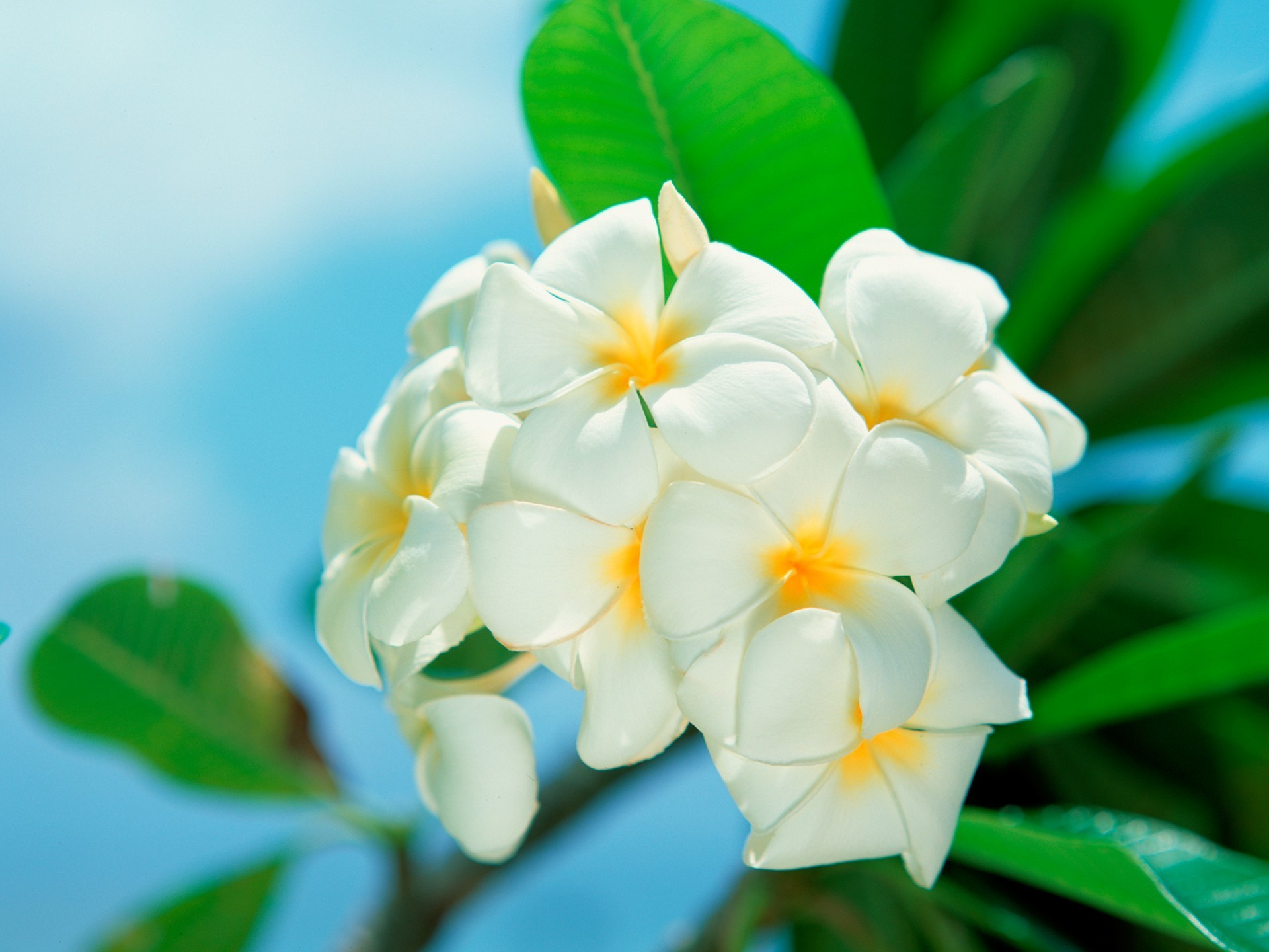 цветок белый flower white скачать