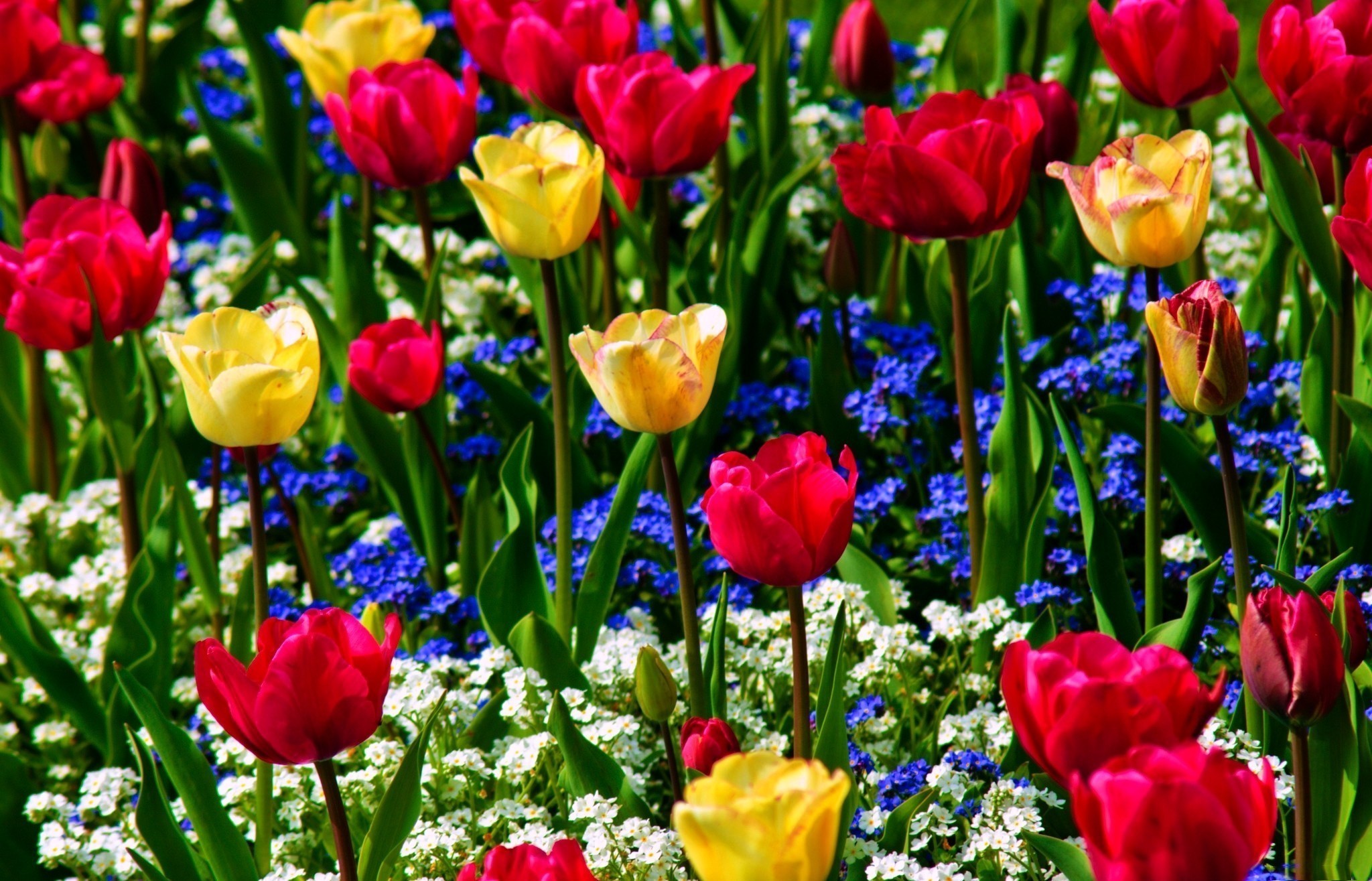 природа красные цветы тюльпаны без смс