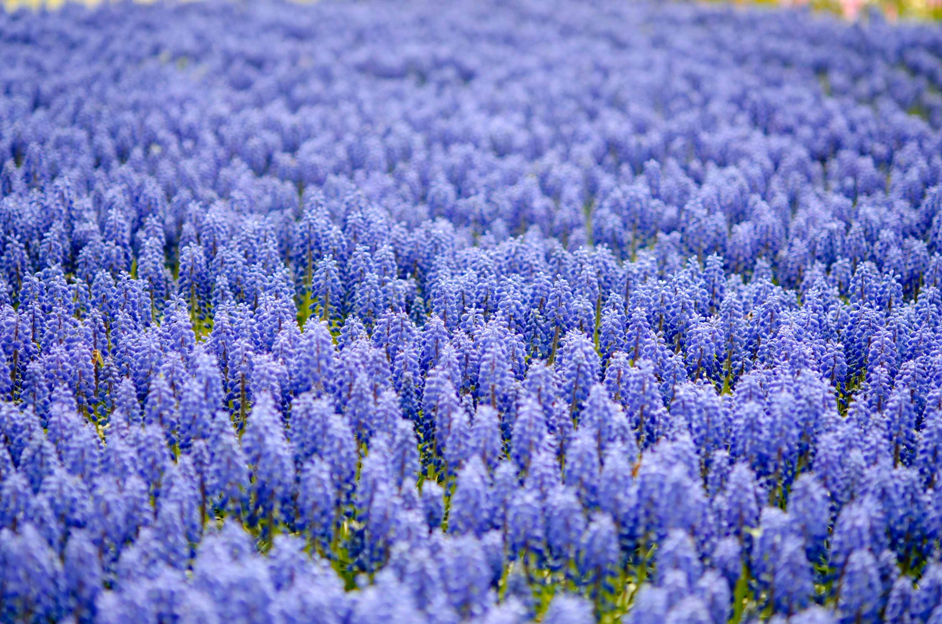 природа цветы синие nature flowers blue загрузить