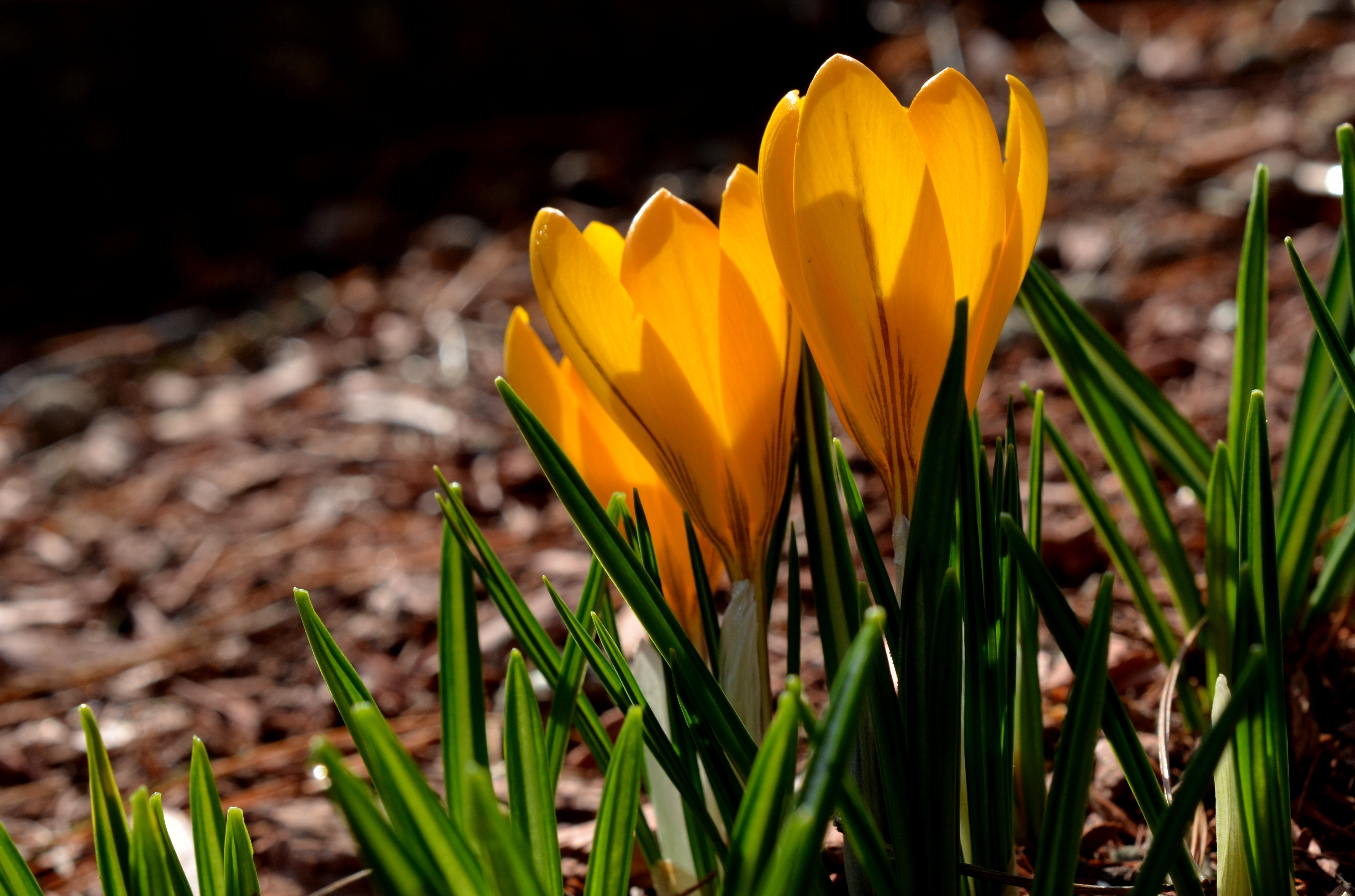Crocuses, petals, spring, yellow, весна, желтые, крокусы, лепестки, макро, трава