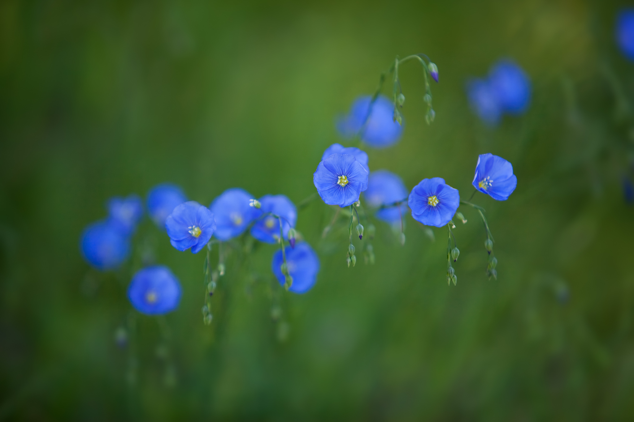 Голубая синь. Синие полевые цветы. Голубые цветы. Мелкие голубые полевые цветы. Маленькие голубые цветочки полевые.