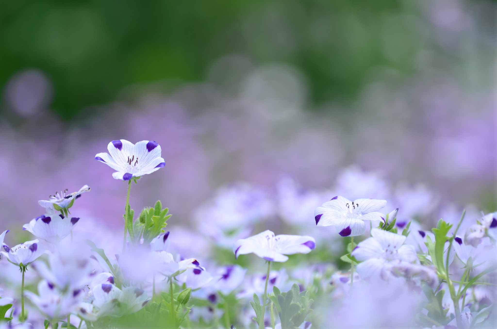 бело-фиолетовые цветы скачать
