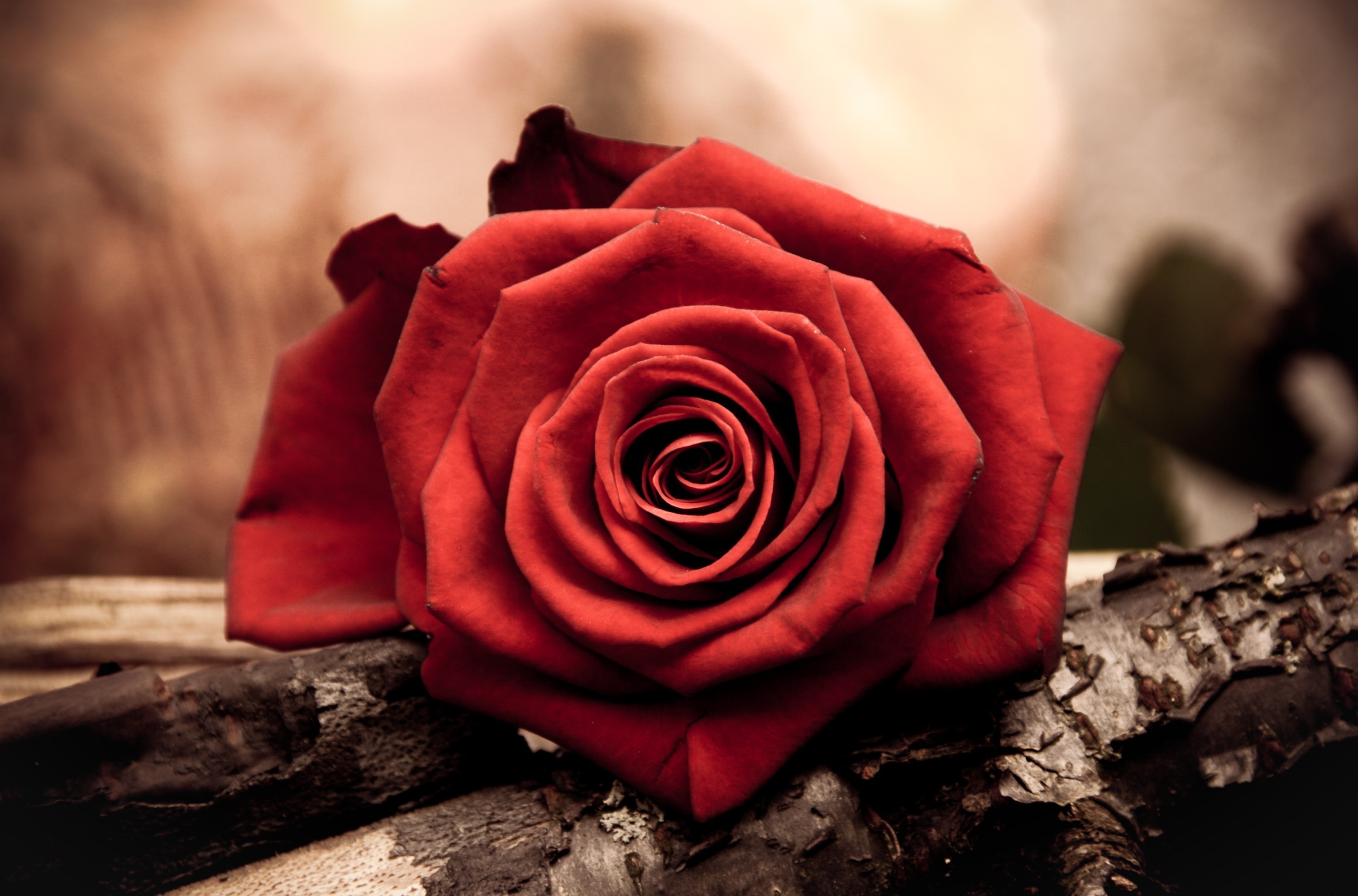 красная роза бутон без смс