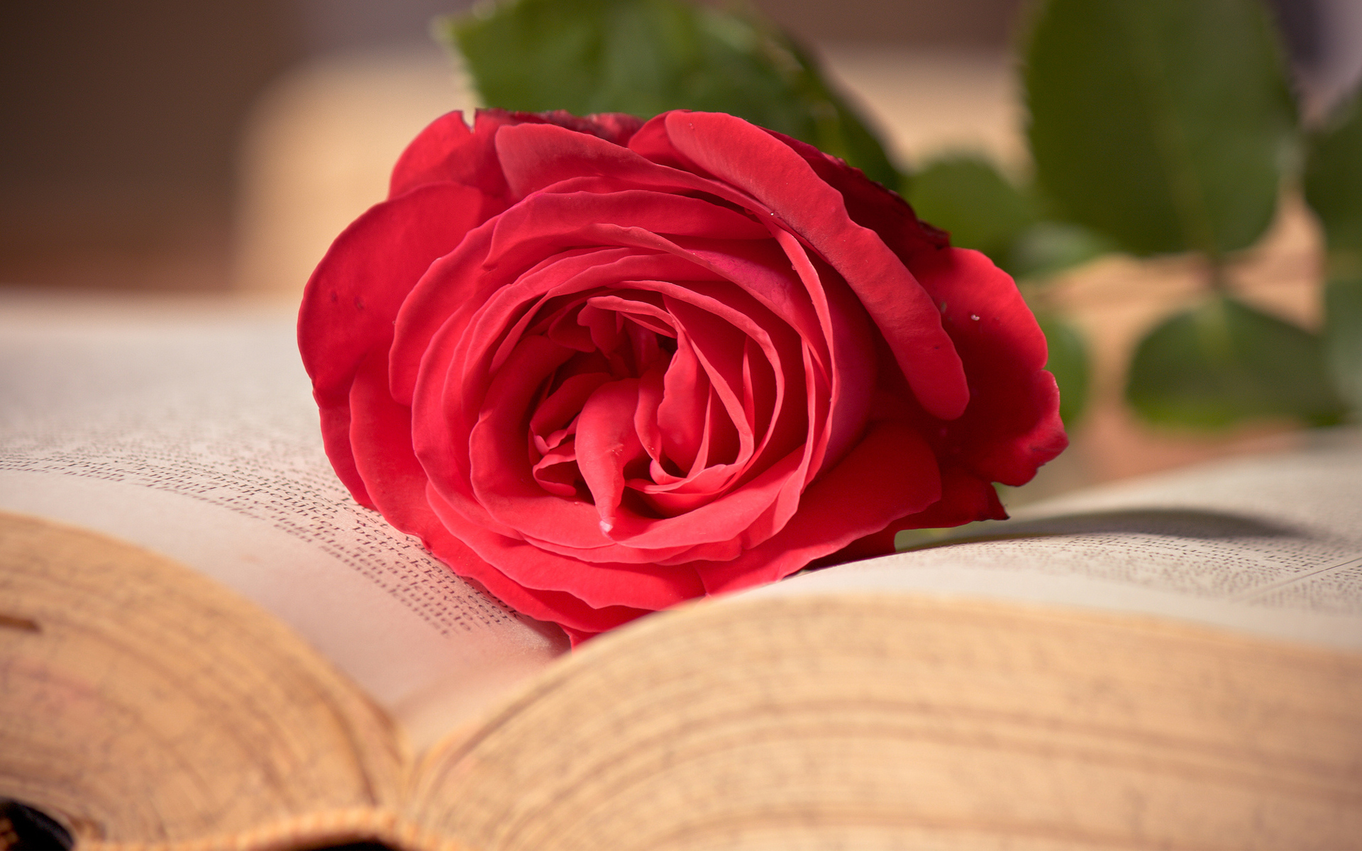 любовь цветок роза книга без смс