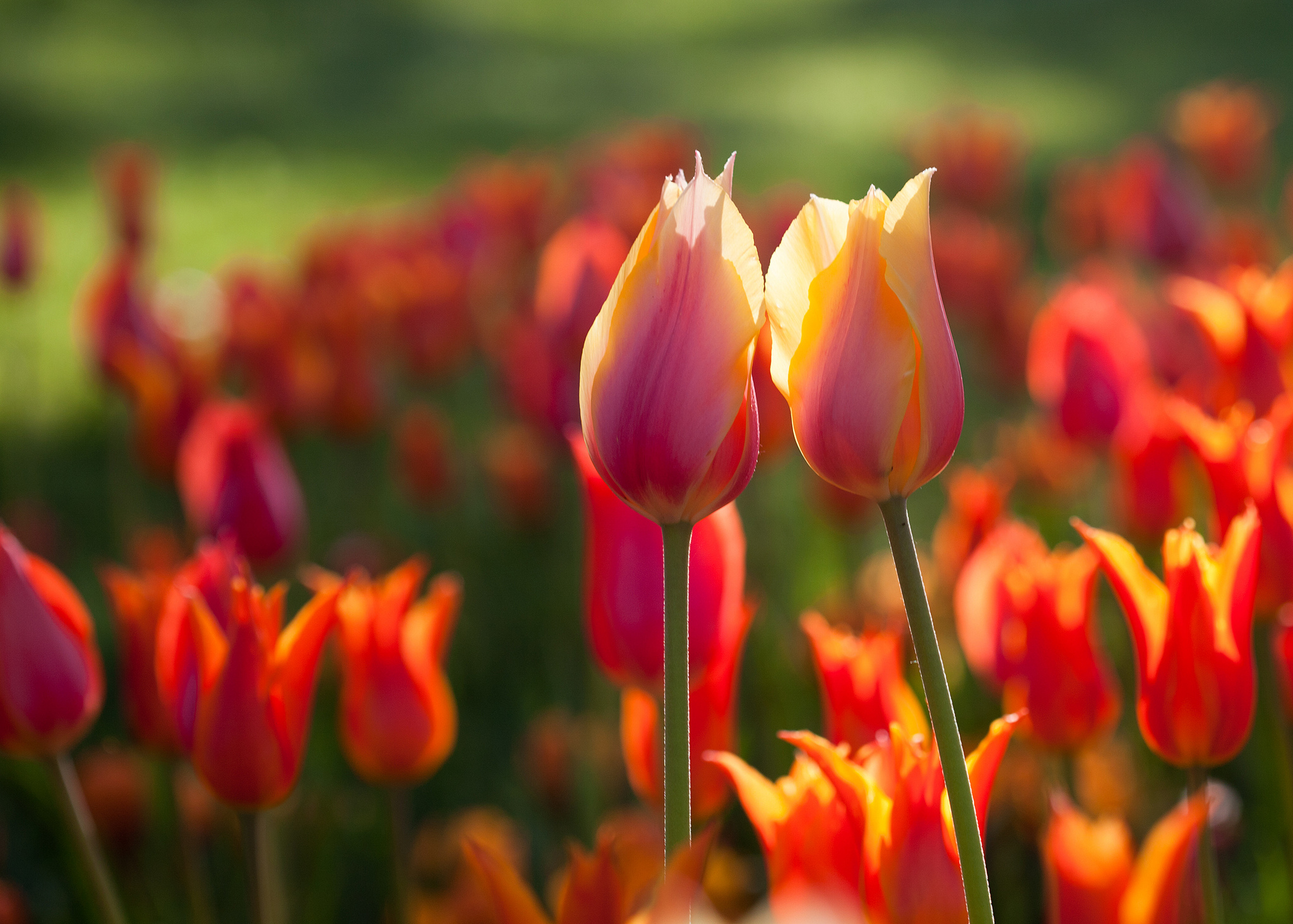 природа цветы тюльпаны крупный план бесплатно