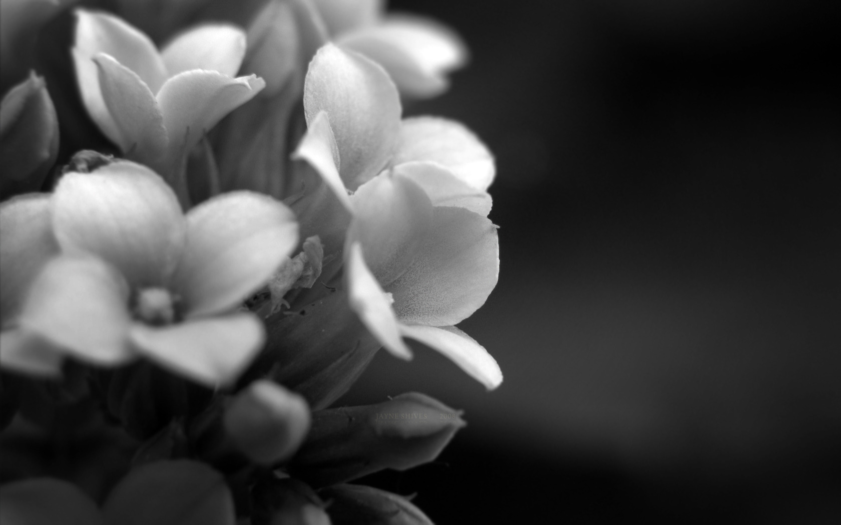 серый фон цветок без смс