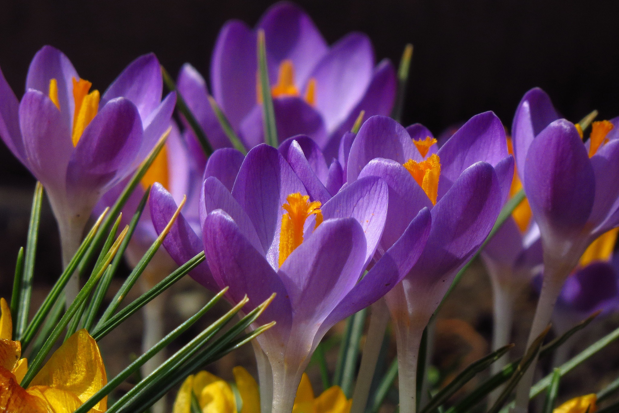 День памяти сегодня крокус. Крокус Шафран цветок. Крокус Шафран весенний. Крокус d9. Шафран первоцвет.
