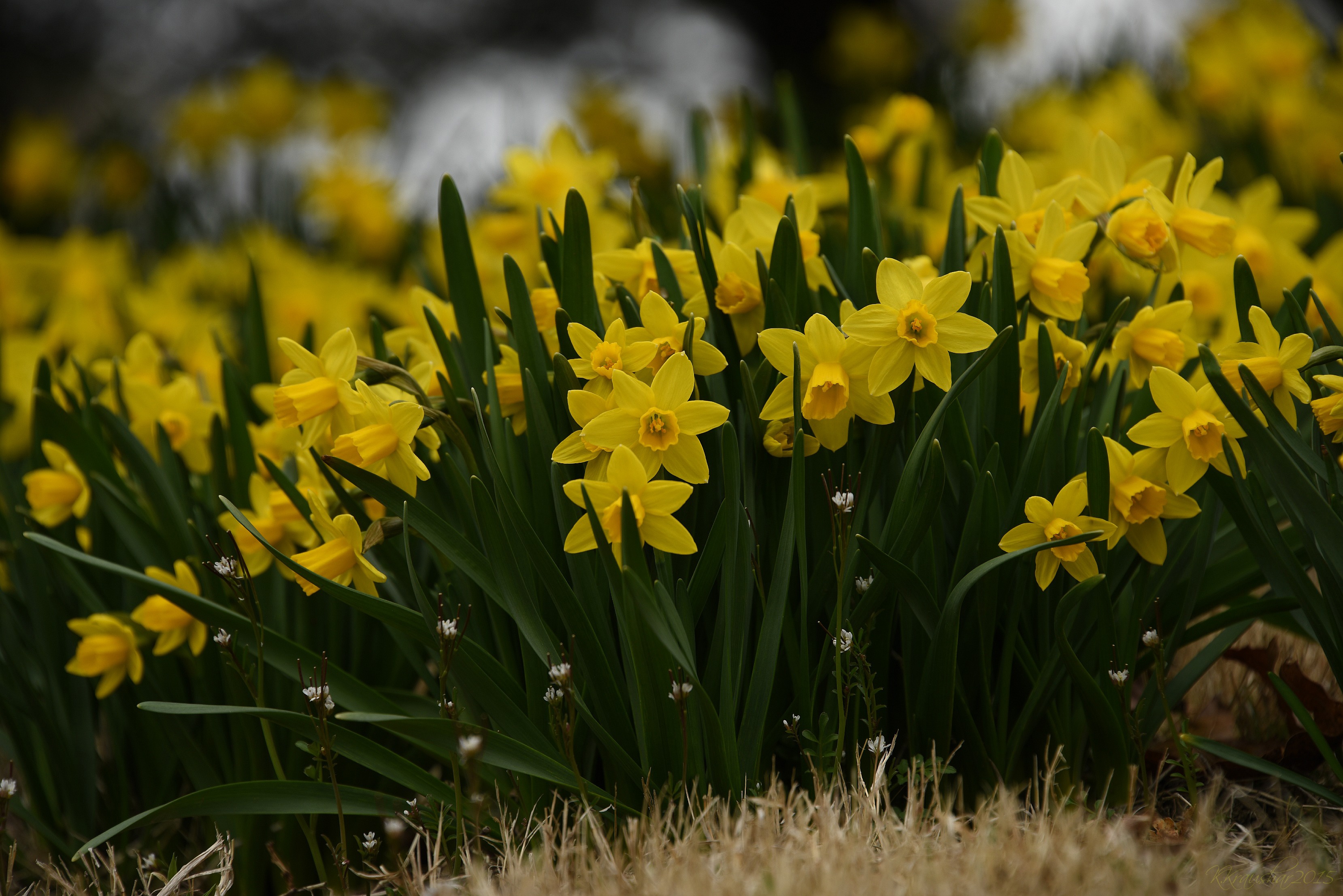 Нарциссы фото. Нарцисс куст. Yellow Нарцисс. Yellow Daffodil. Нарциссы Финляндии.