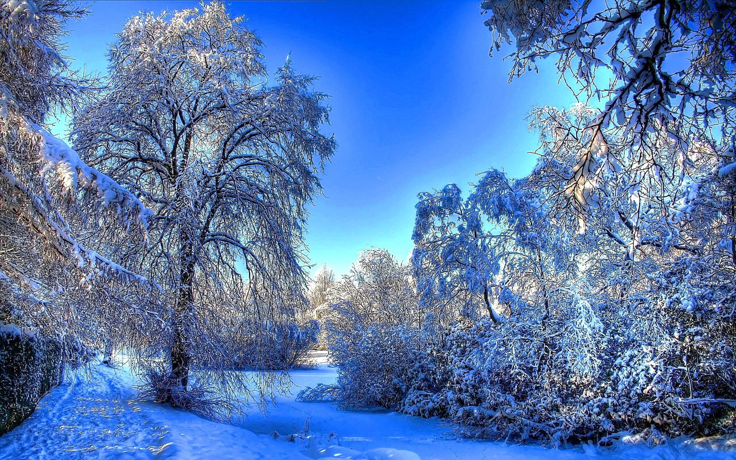 ветки, деревья, зима, лес, природа, следы, снег