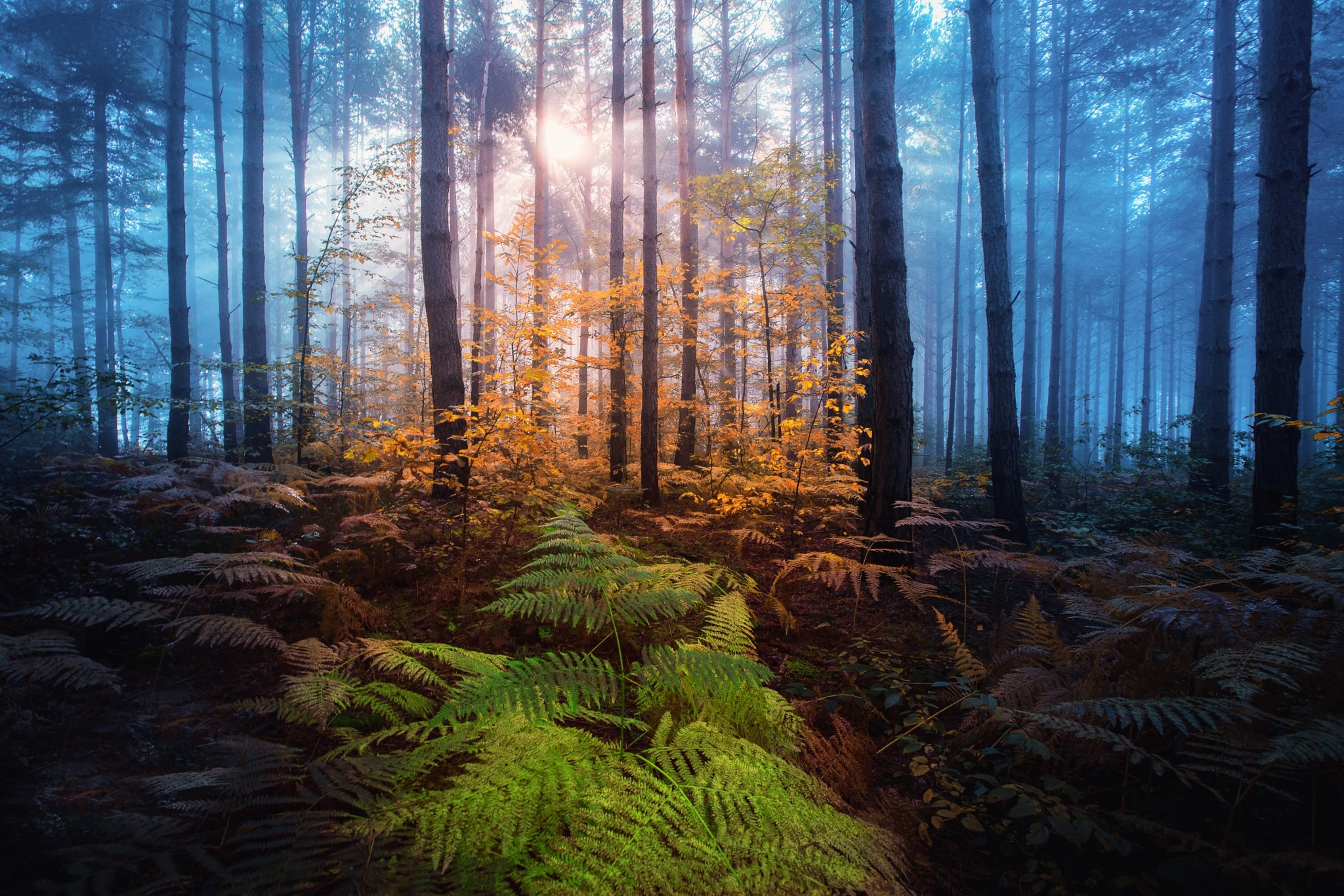 Adnan Bubalo, деревья, лес, лучи, осень, папоротник, природа, свет, солнце, туман