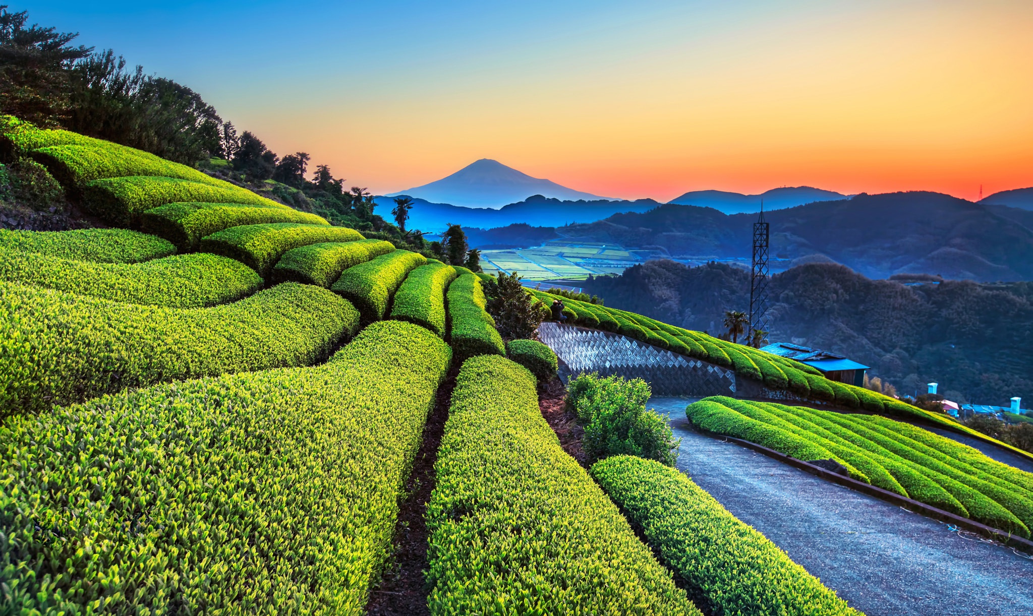 Шри ланка поля. Чайные плантации в Китае. Префектура Сидзуока чайная плантация. Чайная плантация Китай Юннань. Чайные плантации в Японии.