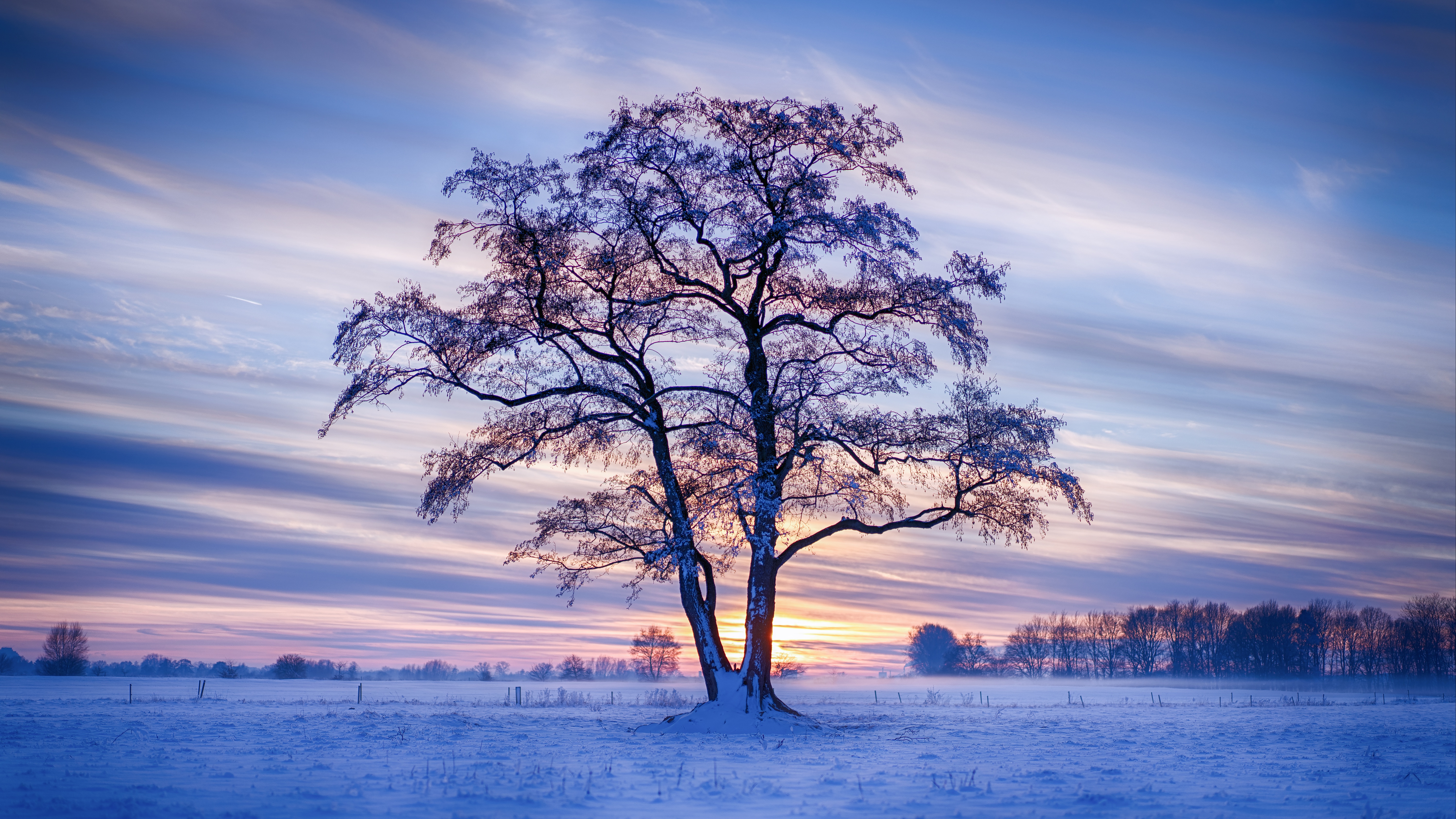Зима красивые деревья. Зима деревья. Деревья в снегу. Красивые деревья зимой. Деревья в снегу ночью.
