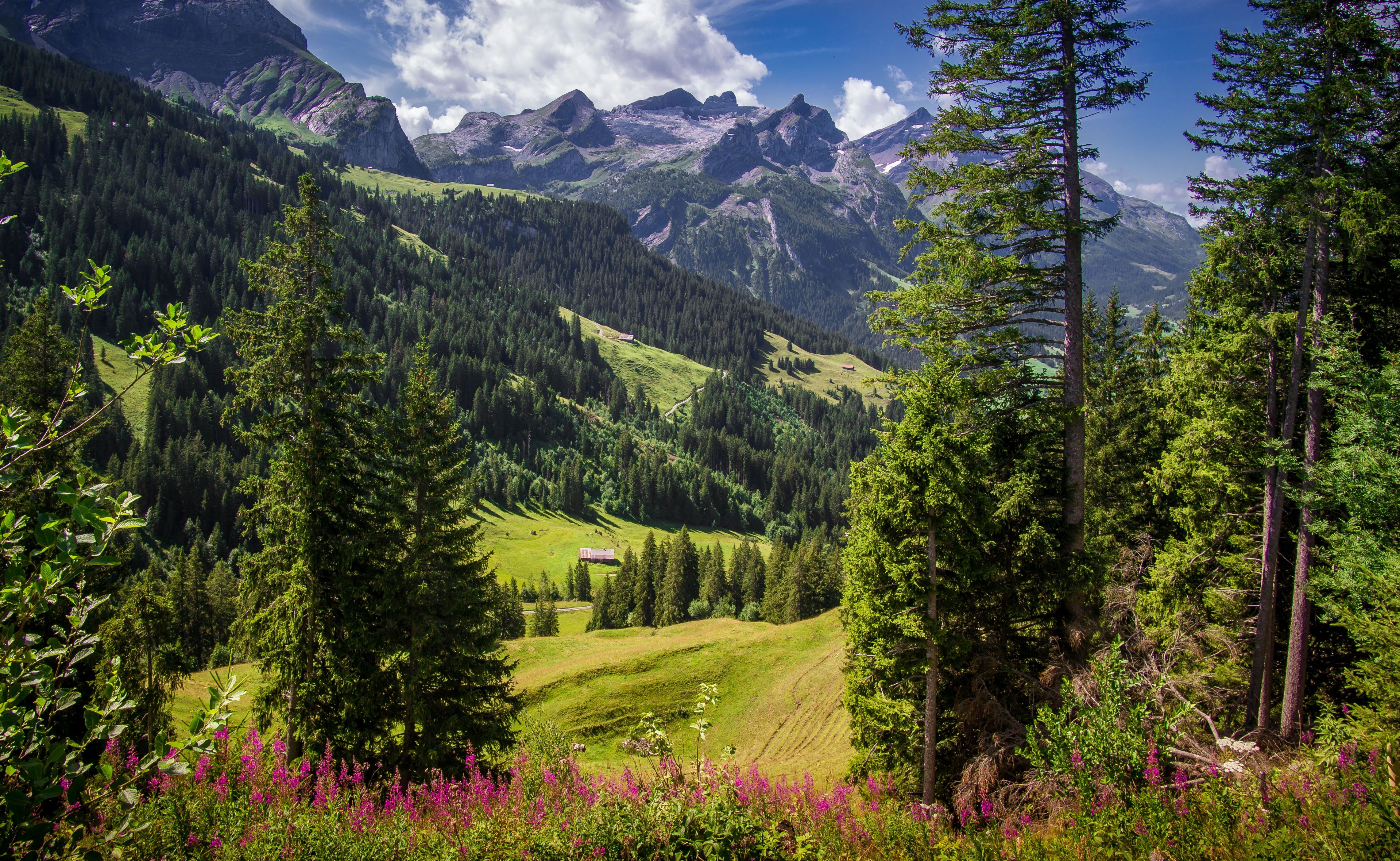 Swiss mountain. Природа Швейцарии Альпы. Альпийские горы в Швейцарии. Альпийские Луга Швейцария. Aльпы горы лес Швейцария.