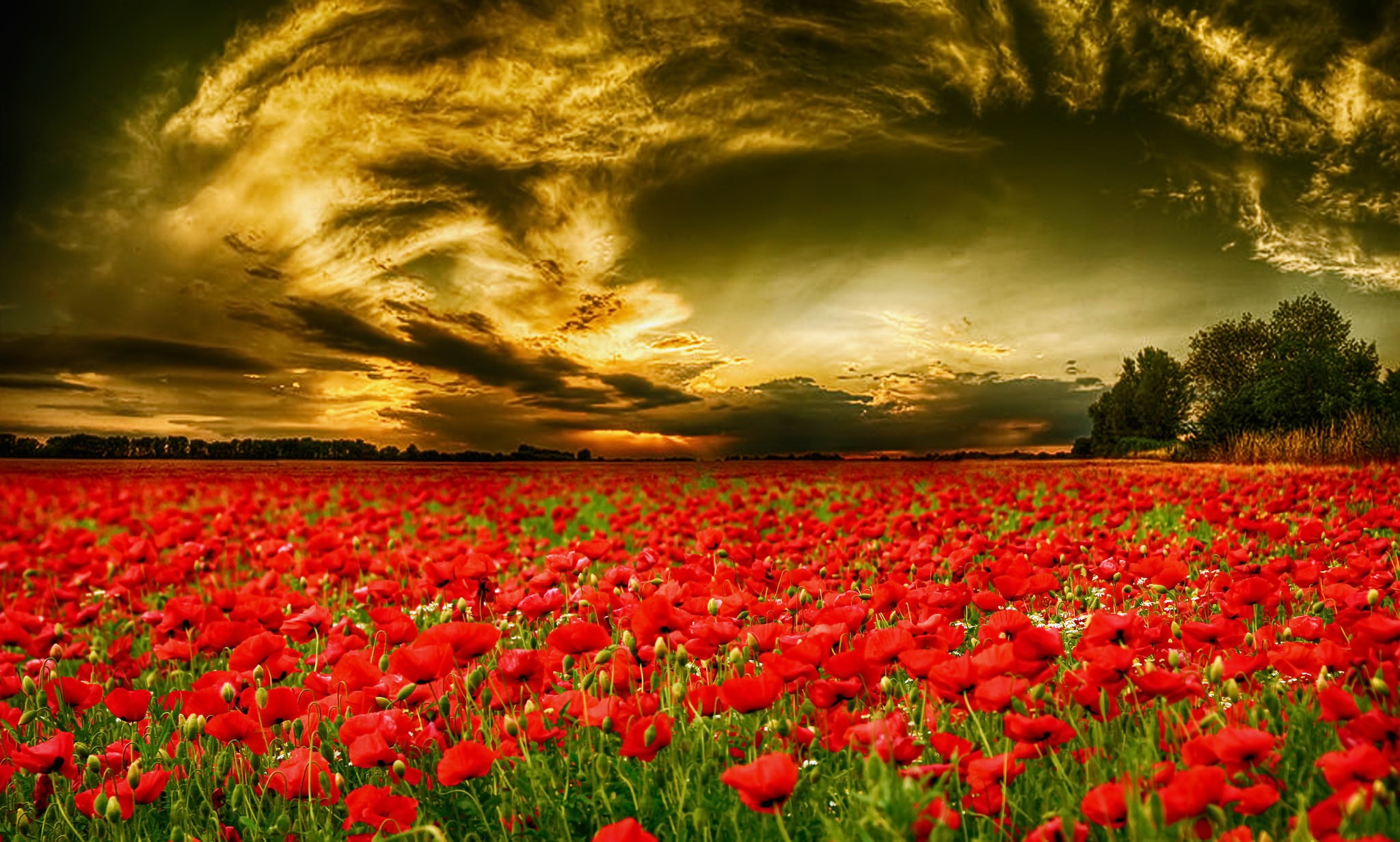 небо, поле, тюльпаны, цветы