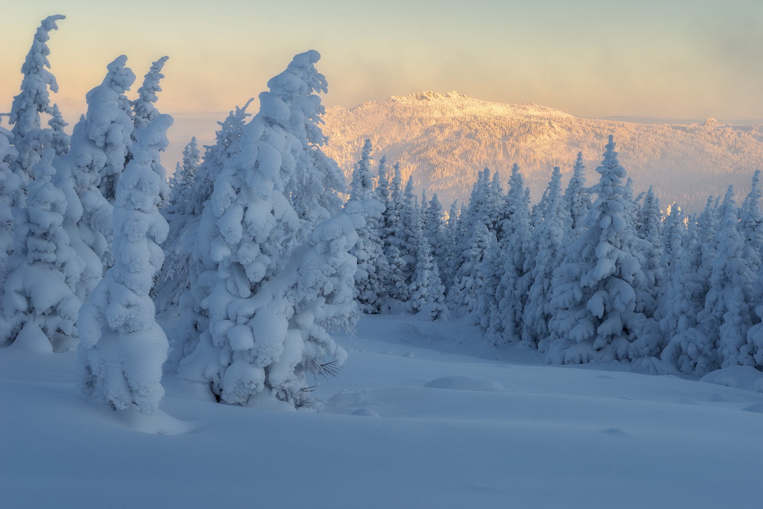 горы, деревья, ели, зима, лес, Михаил Туркеев, пейзаж, природа, снег, утро