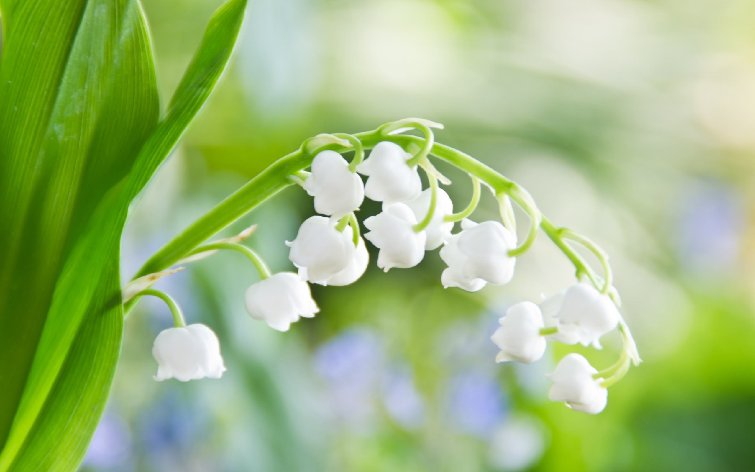 белые цветы ландыши без смс