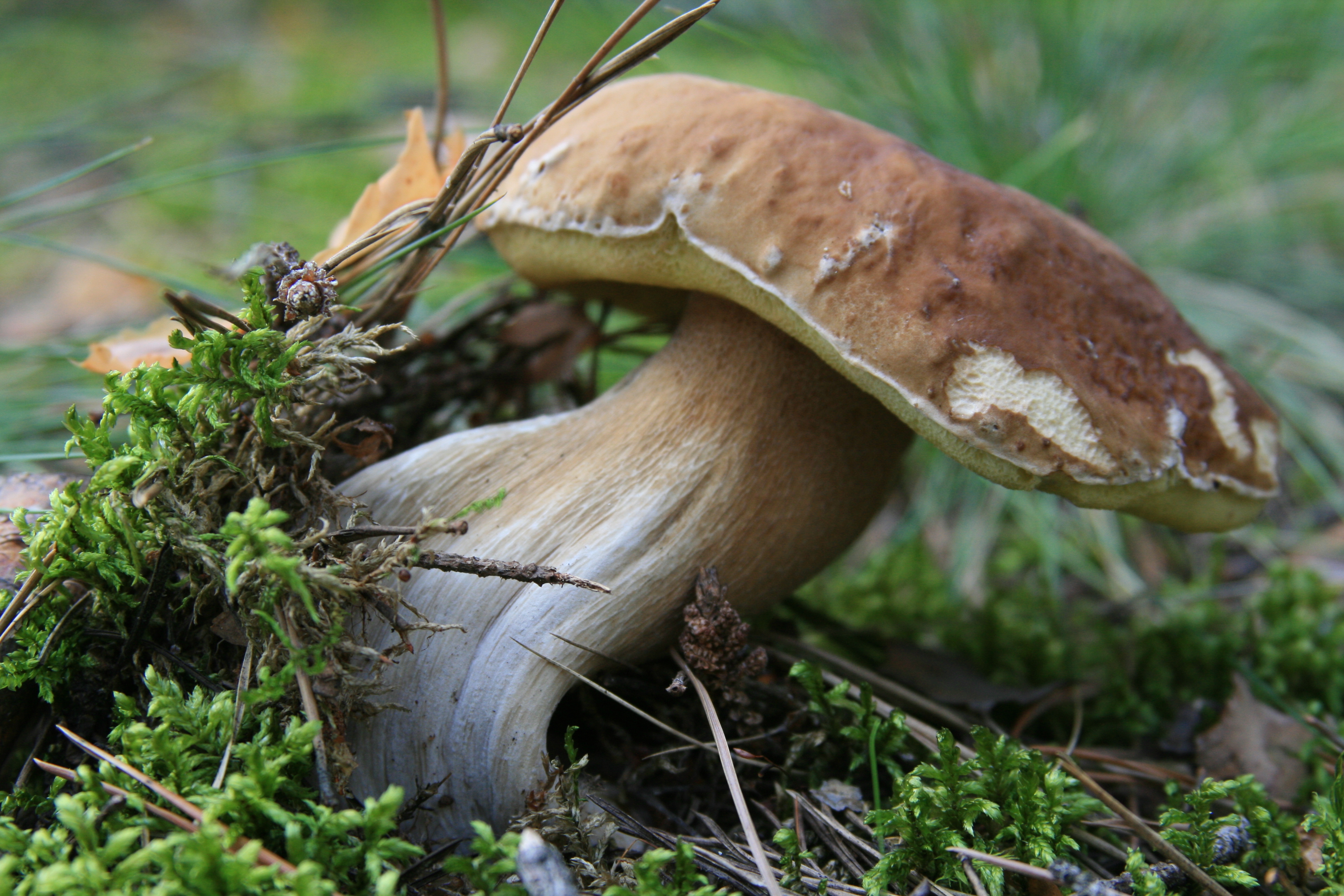 белые грибы загрузить
