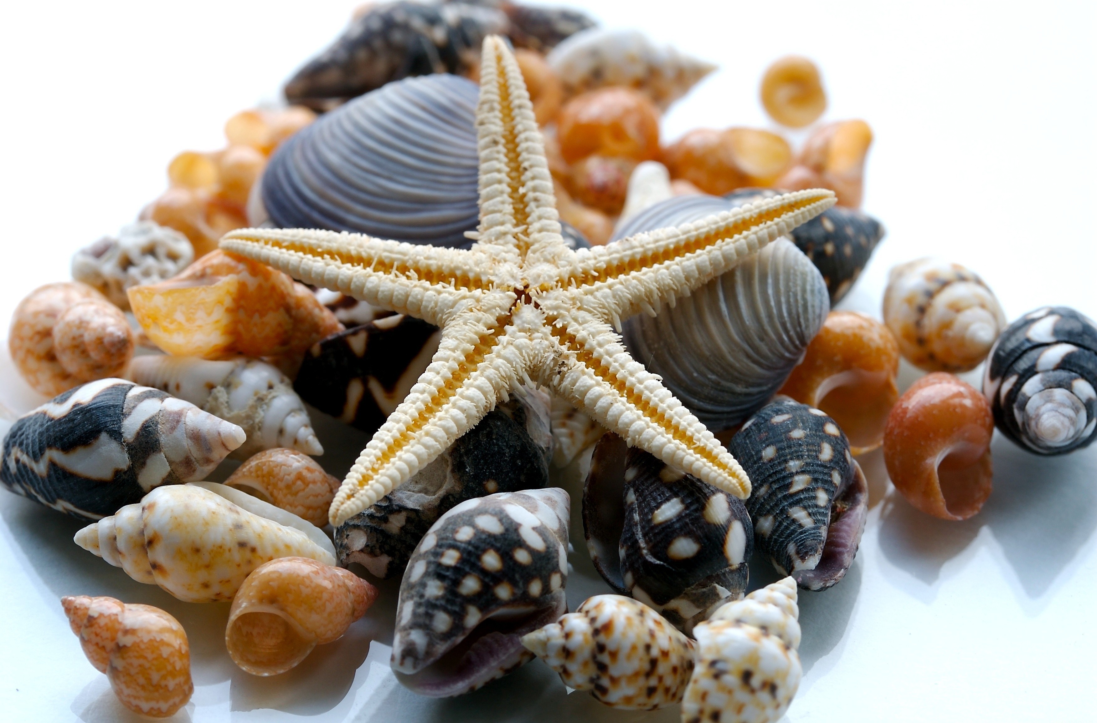 морская звезда природа ракушки бесплатно