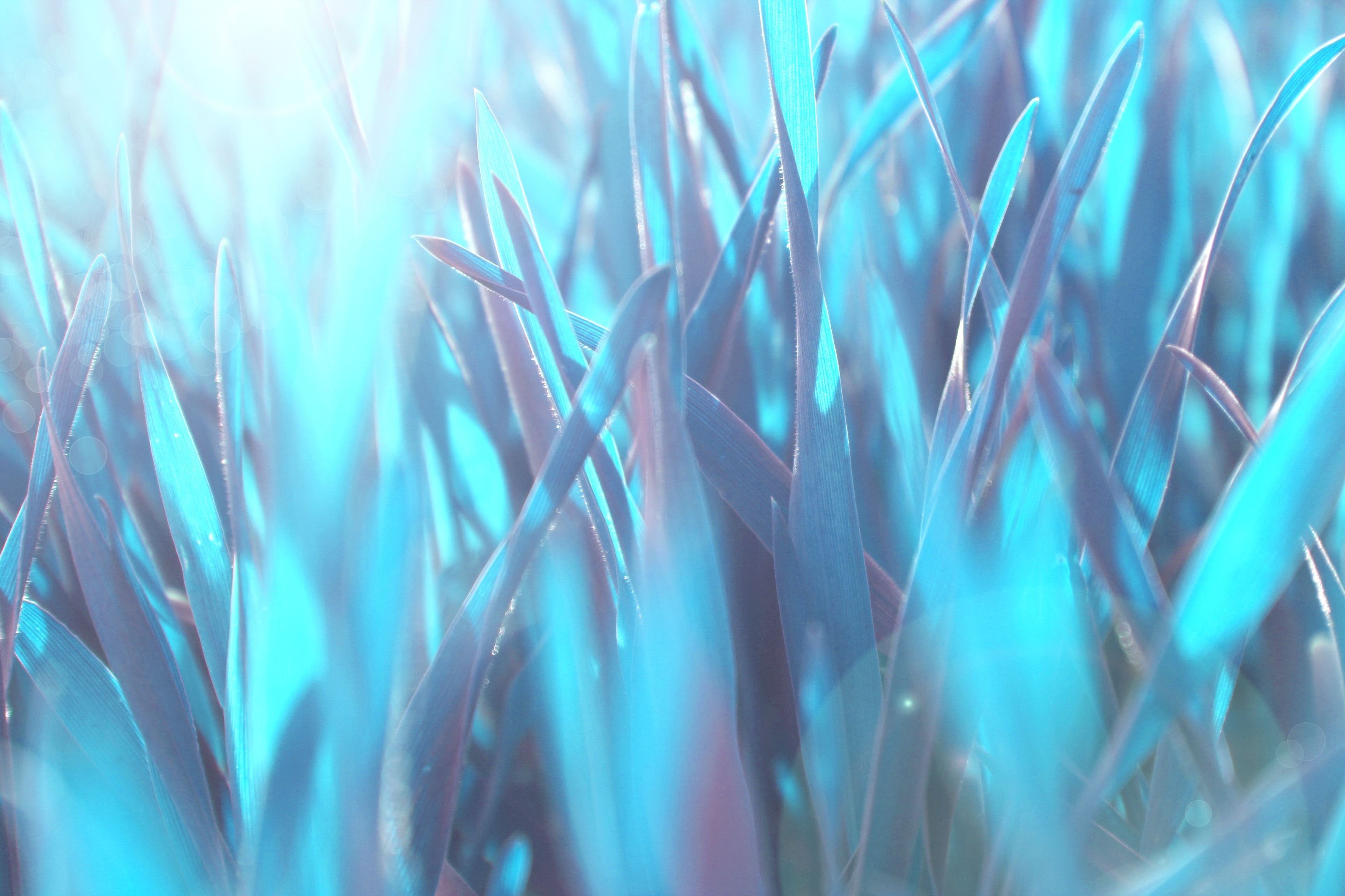 природа цветы синие трава без смс