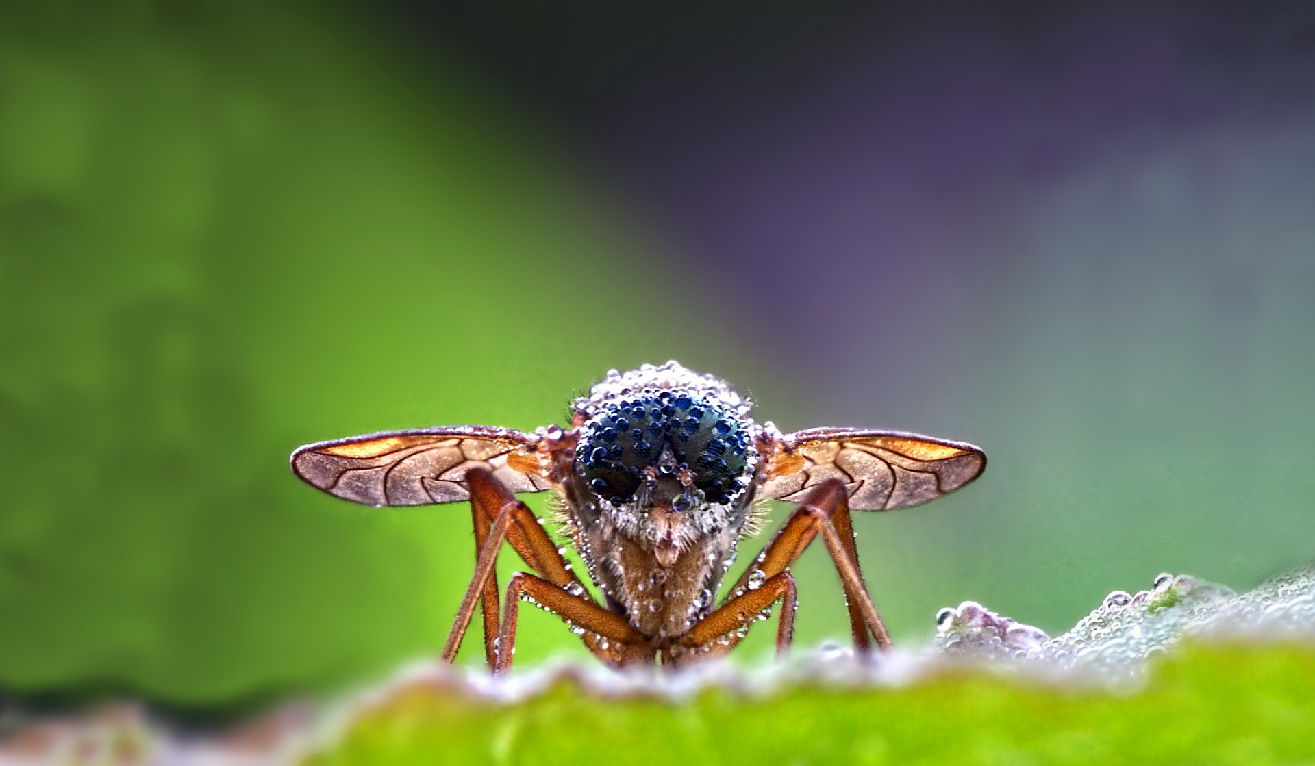 муха насекомое глаз макро скачать