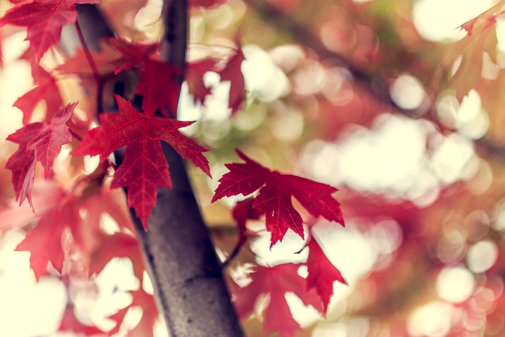 ветка листья красные осень branch leaves red autumn загрузить