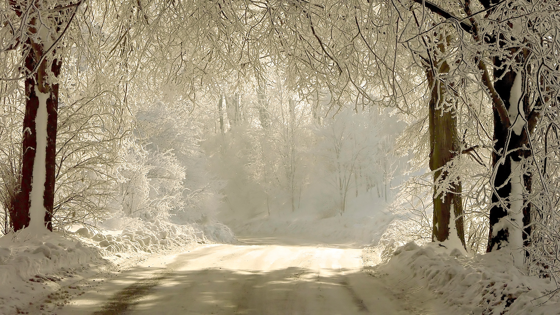 ветки, деревья, дорога, зима, природа, свет, снег