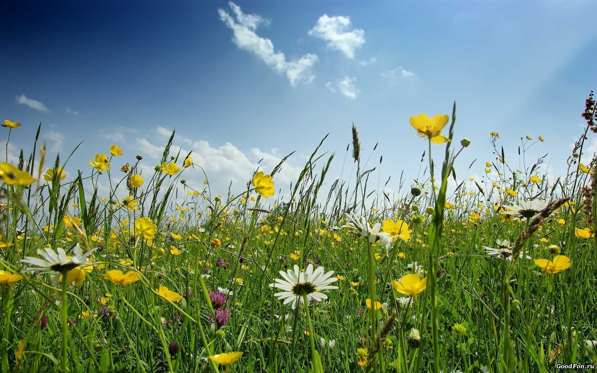 весна, зелень, небо, поляна, ромашки, трава, цветы