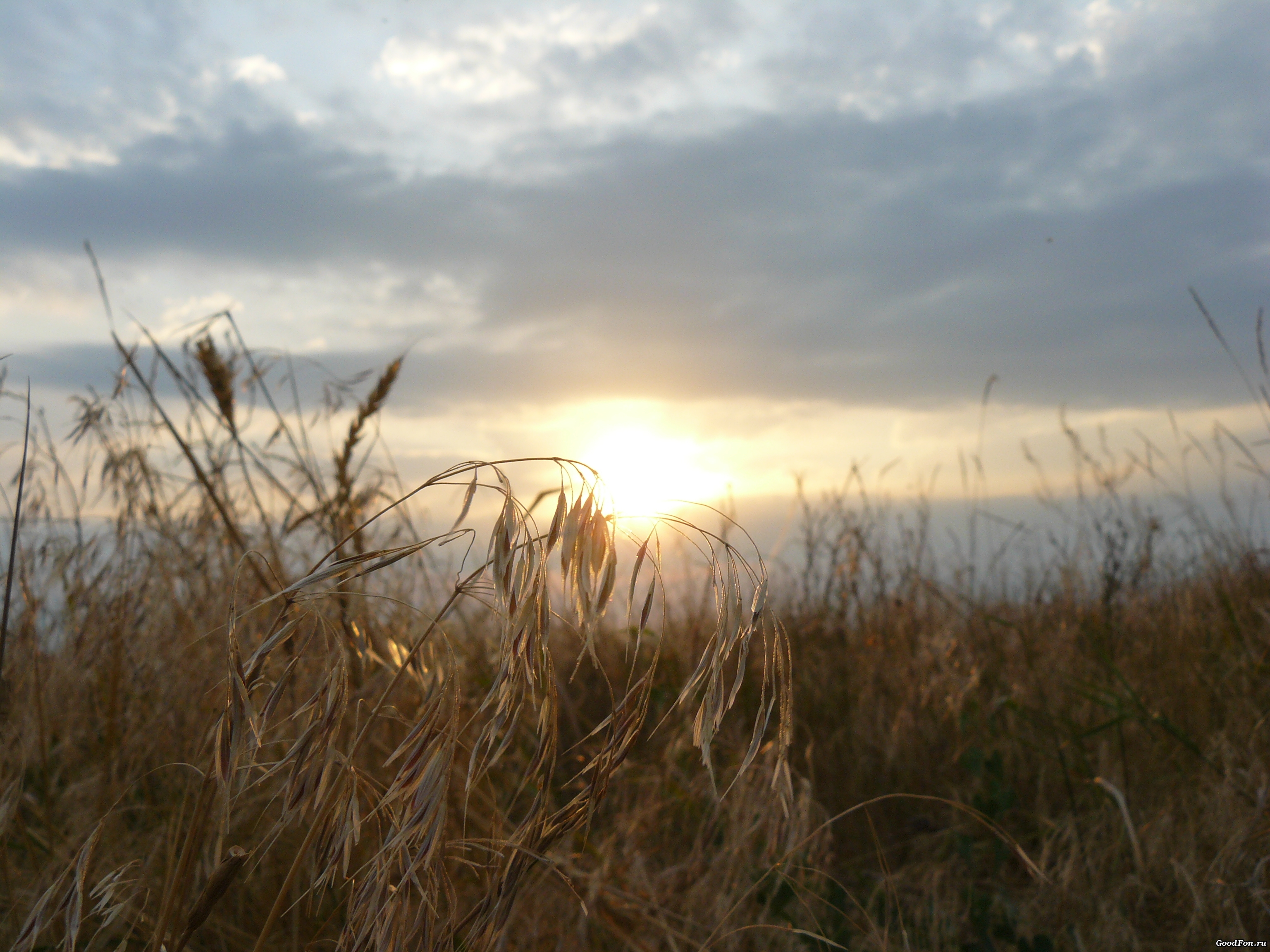 степь закат трава the steppe sunset grass без смс