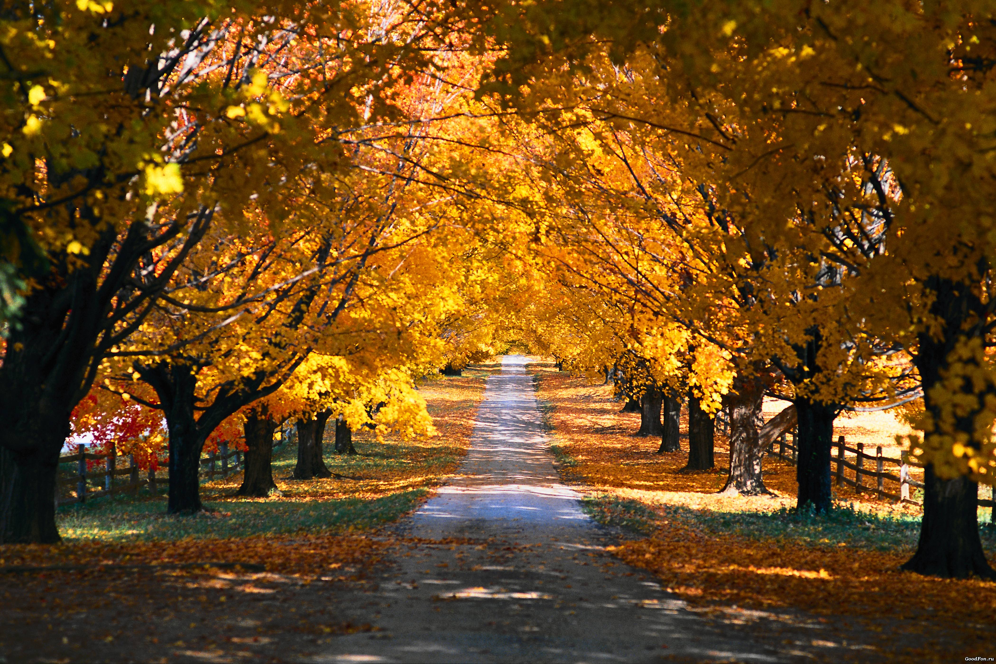 Куз н. Красивая осень. Золотая осень. Осень картинки. Осенний парк.