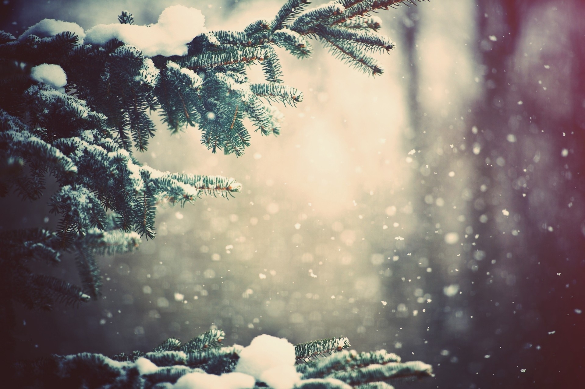 природа снег деревья ель зима лес ветки загрузить