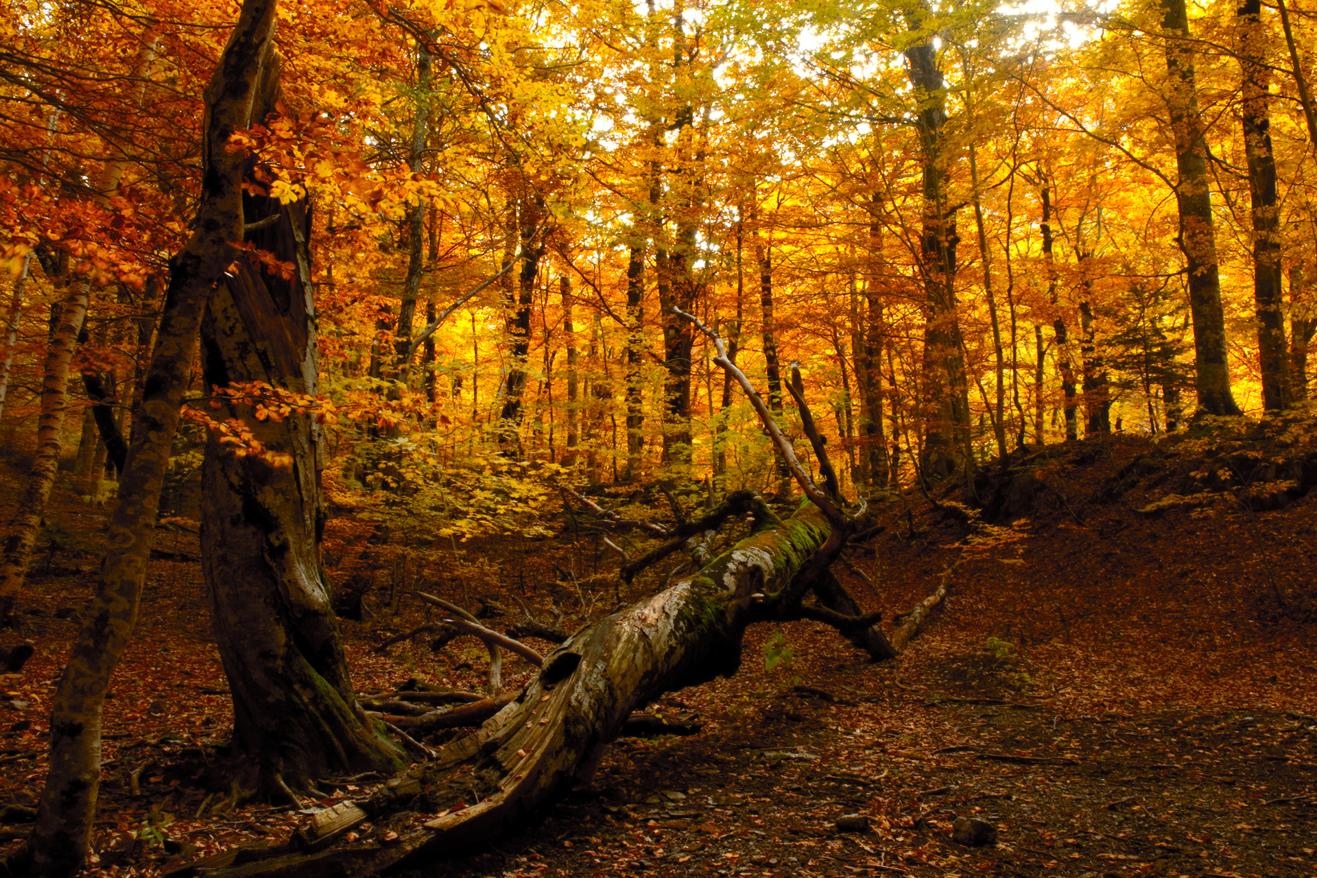 природа деревья осень лес скачать
