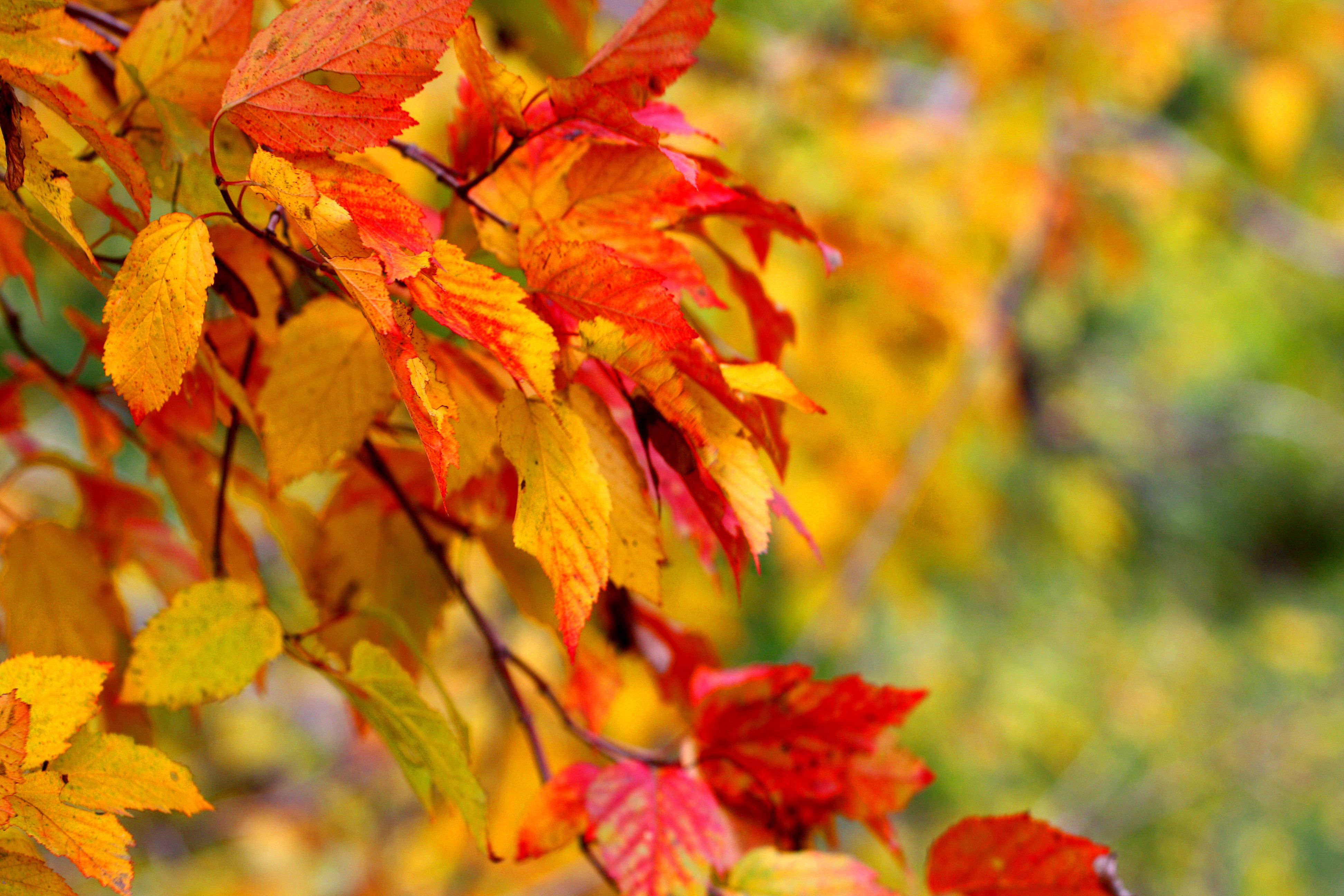 Картинки осени на рабочий. Фото осенних листьев. Осенние листья в лесу. Осень листья деревья. Осенние листья пейзаж.