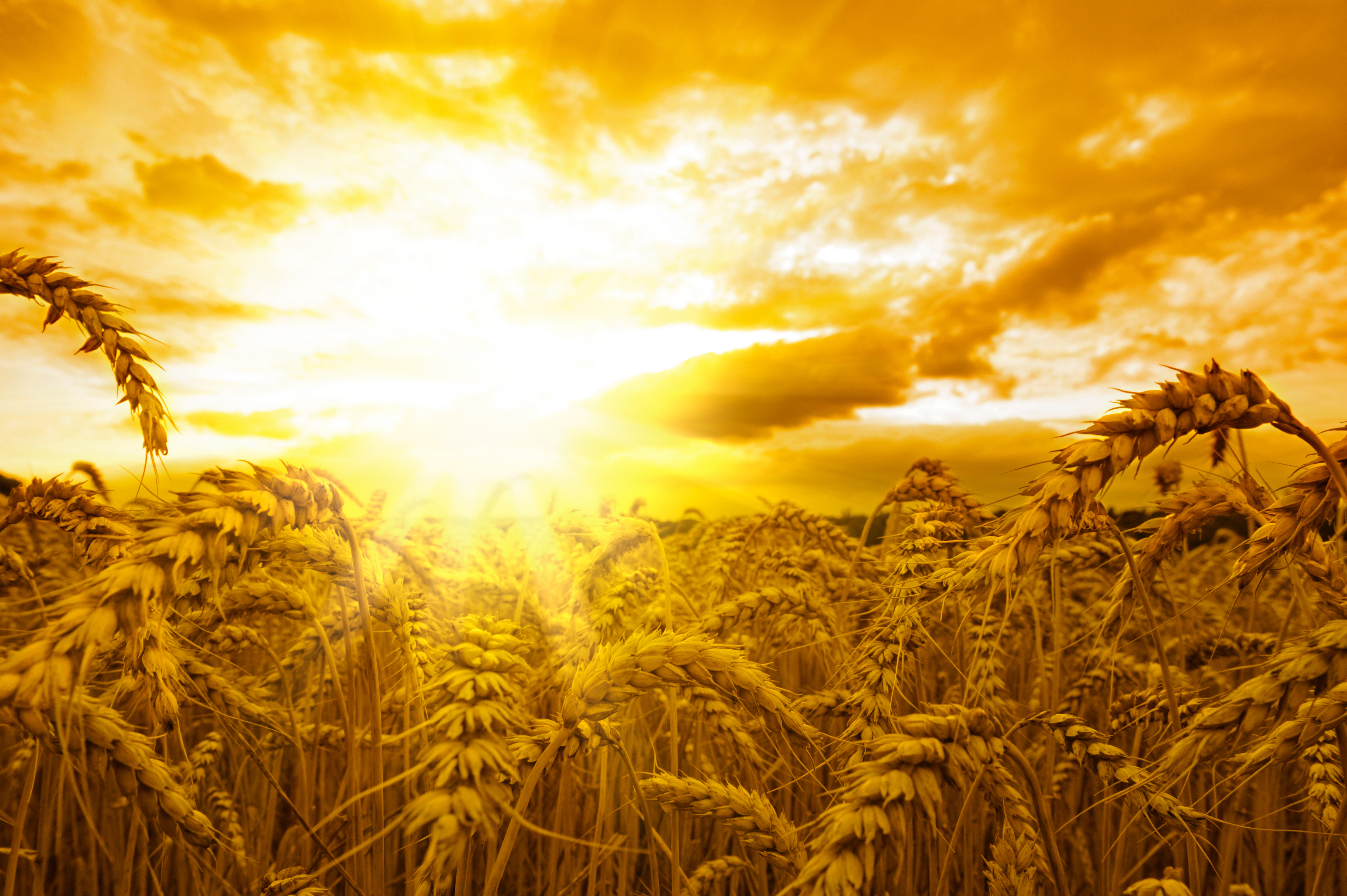 пшеница природа поле закат скачать