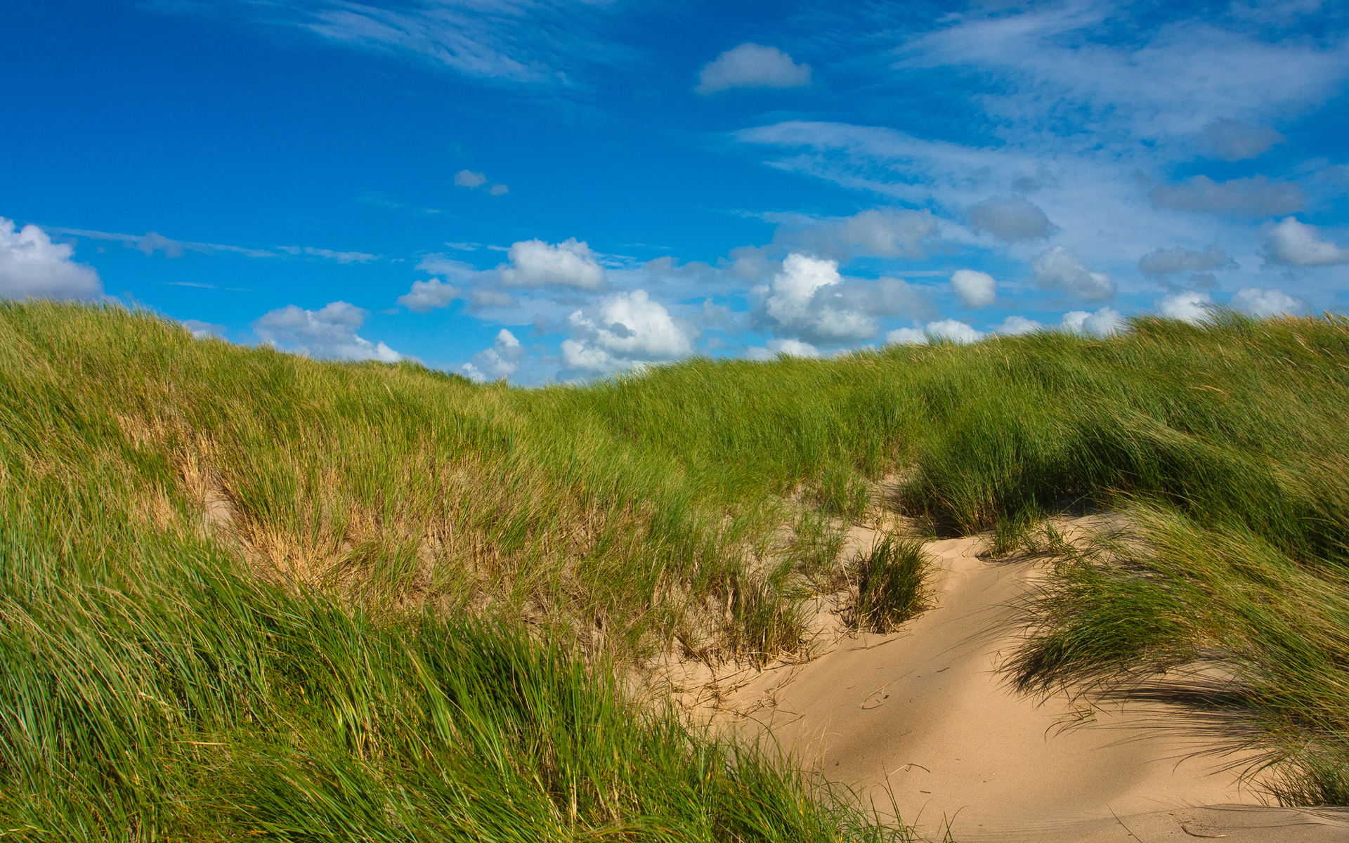природа трава песок nature grass sand загрузить