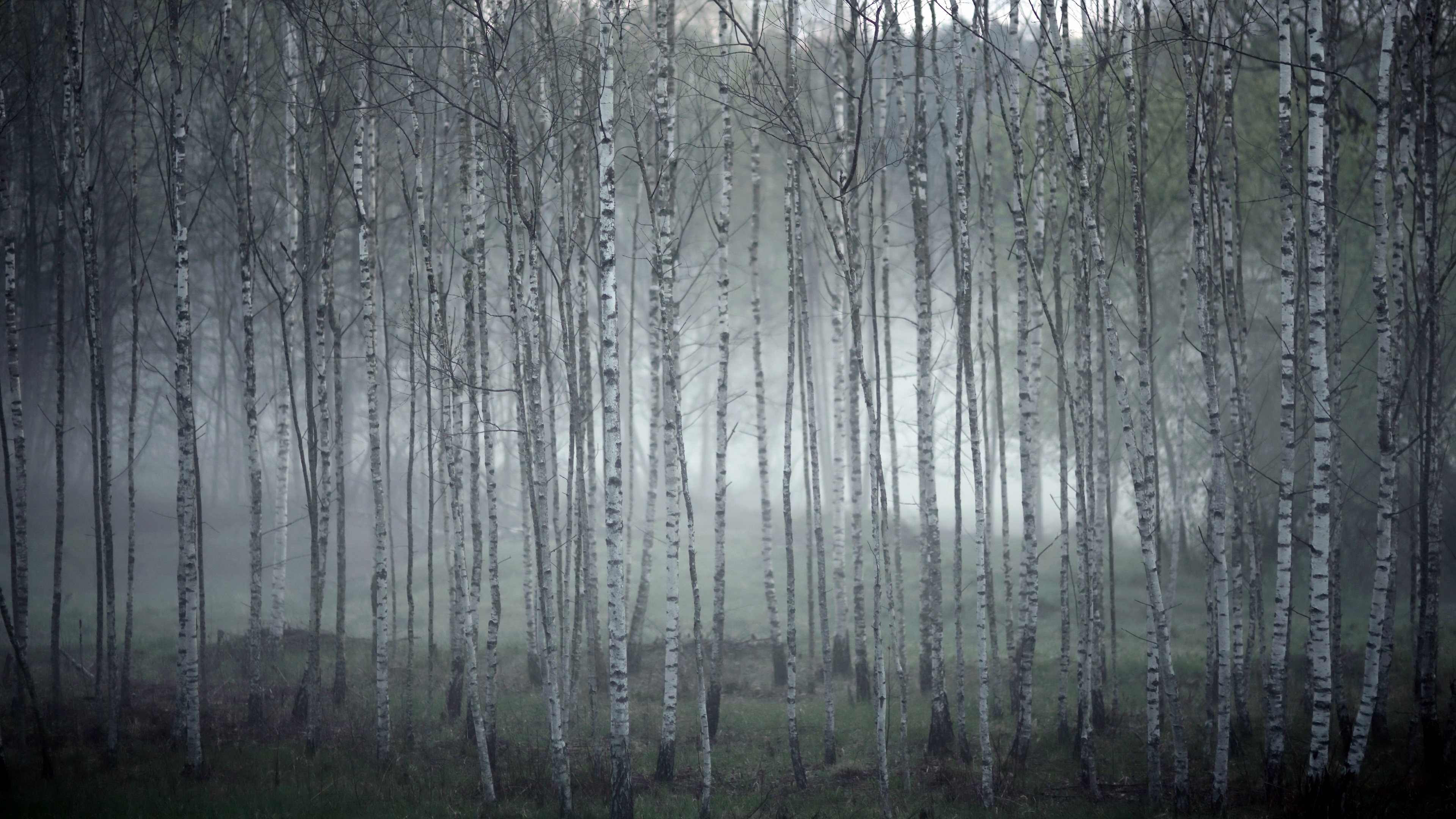 Birch grove. Березовый лес. Березовый лес в тумане. Березы в тумане. Березовая роща в тумане.