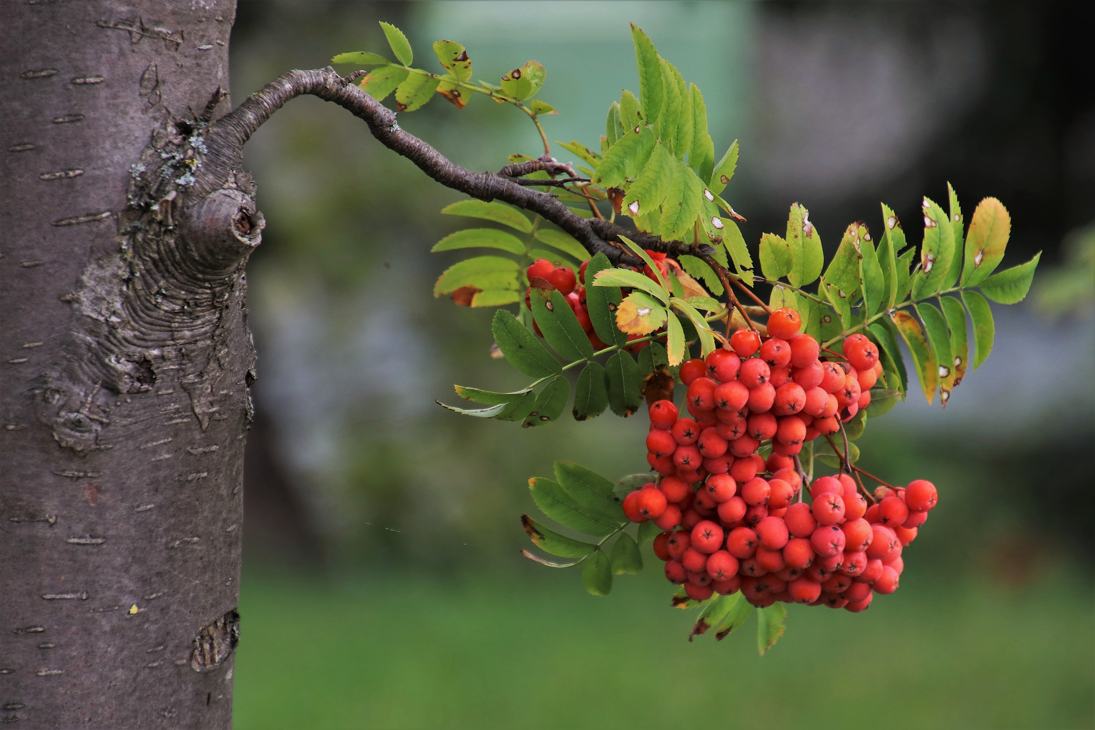 Ветка рябины картинка. Рябина обыкновенная – Sorbus aucuparia кора. Рябина обыкновенная ветка. Рябинка дерево. Рябина дерево с ягодами.