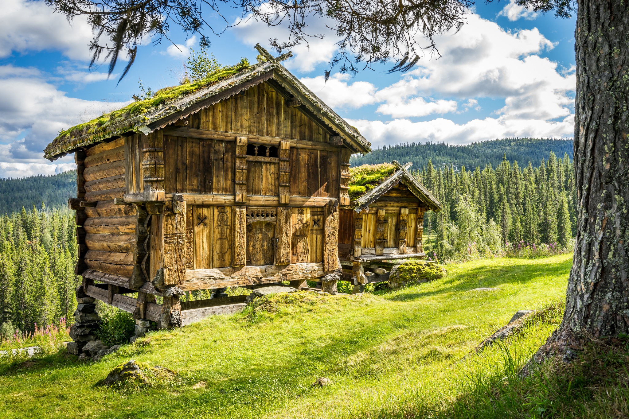 Деревянный дом пейзаж. Лес бёкескуген Норвегии. Норвегия лес Триллемарка. Хвойный лес Норвегии. Таёжный лес в Норвегии.