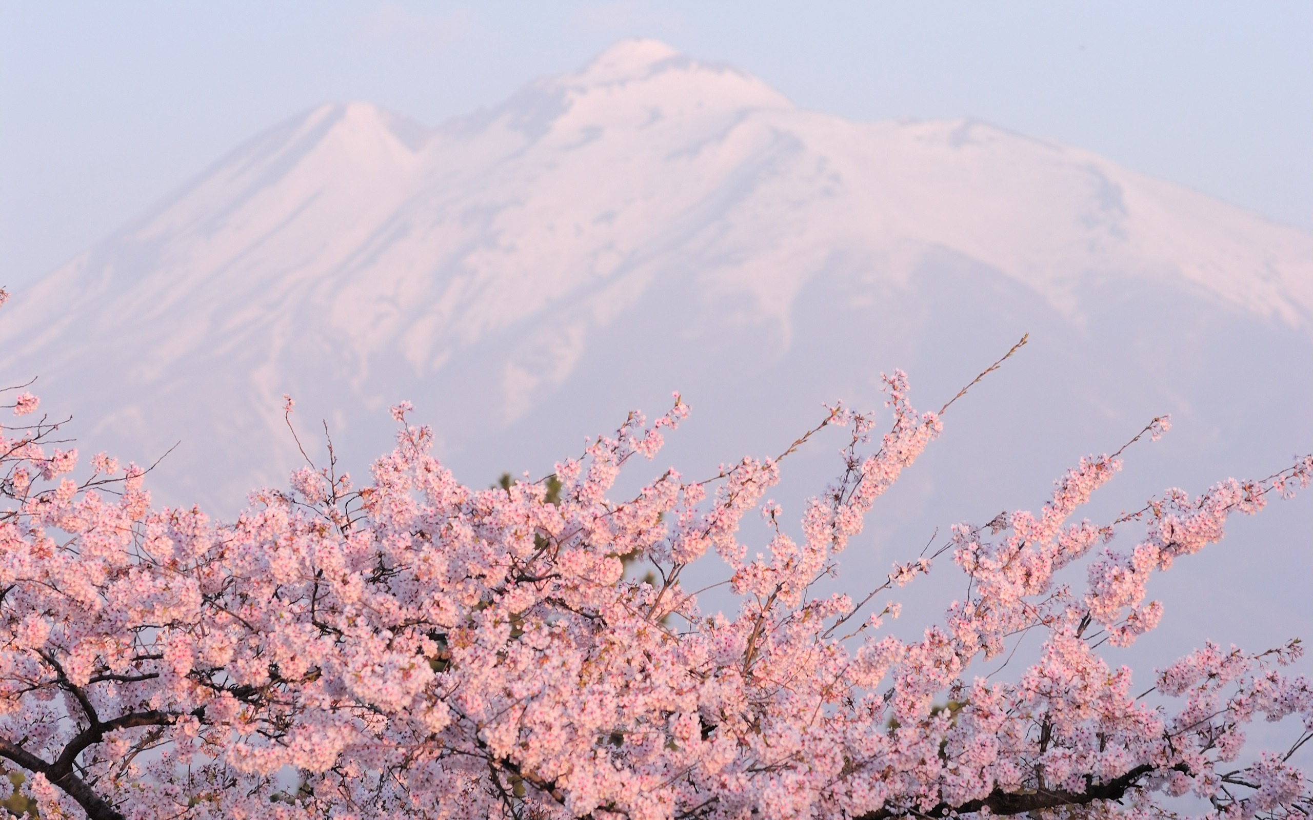 вишня, гора, сакура, цветы