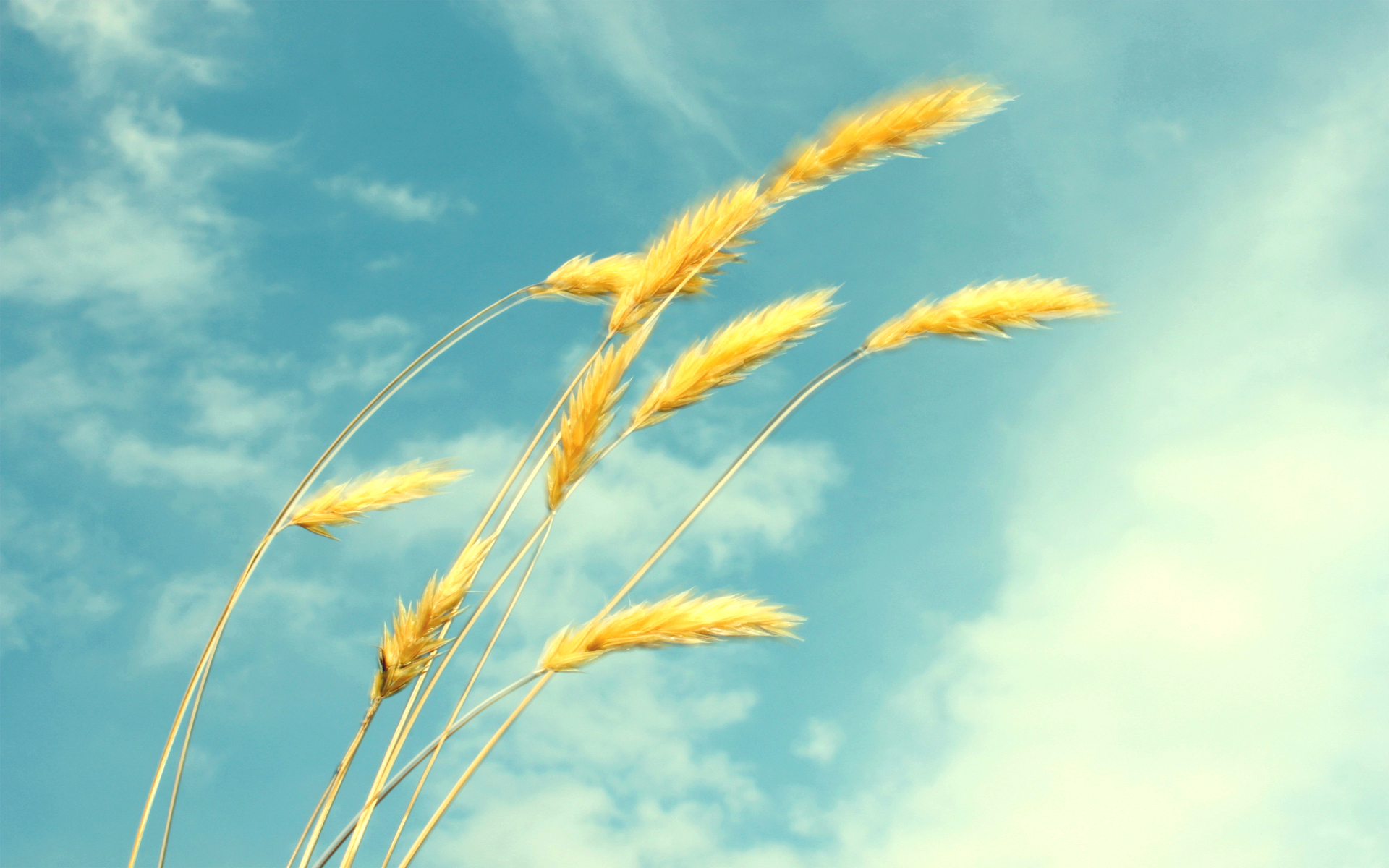 колосья, небо, пшеница