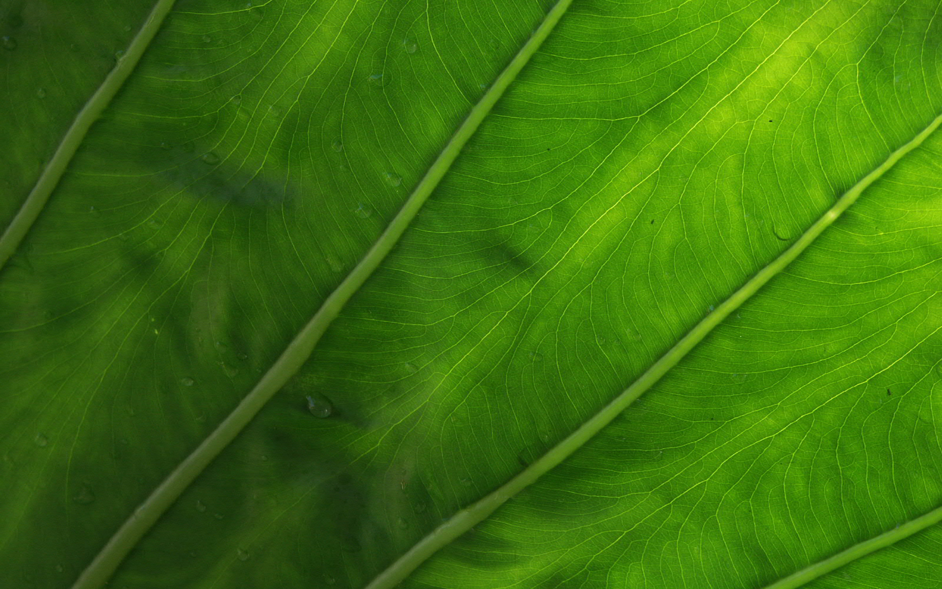 Большие зеленые листья