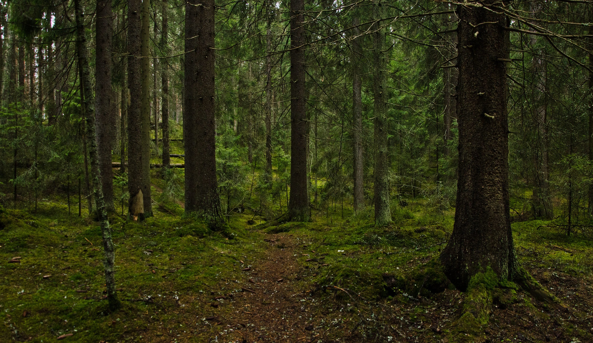 деревья, лес, мох, природа, Тампере, тропинка, Финляндия