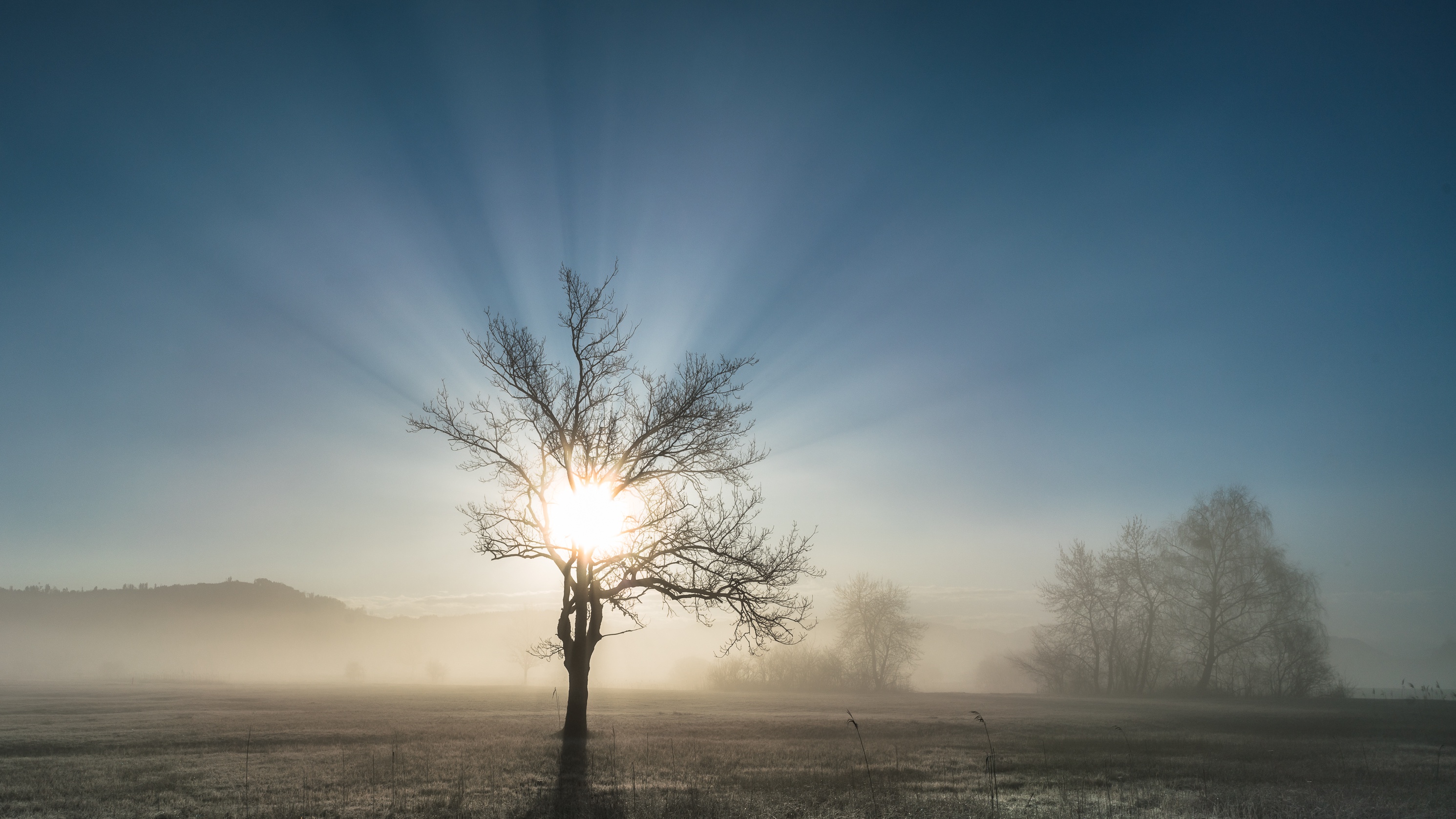 дерево, поле, свет, туман, утро