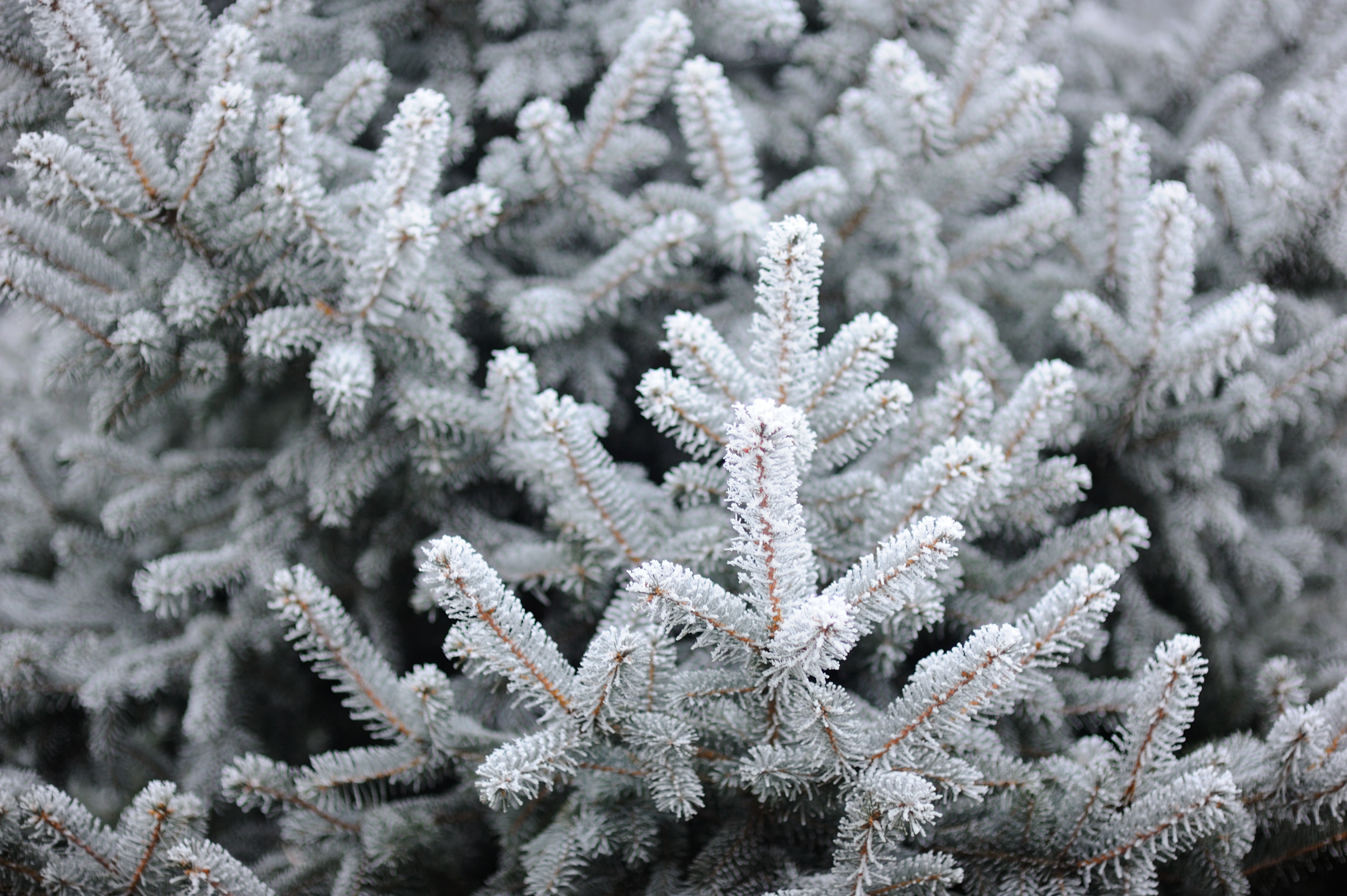 fir tree, frost, snow, spruce, winter, ветки ели, елка, зима, снег