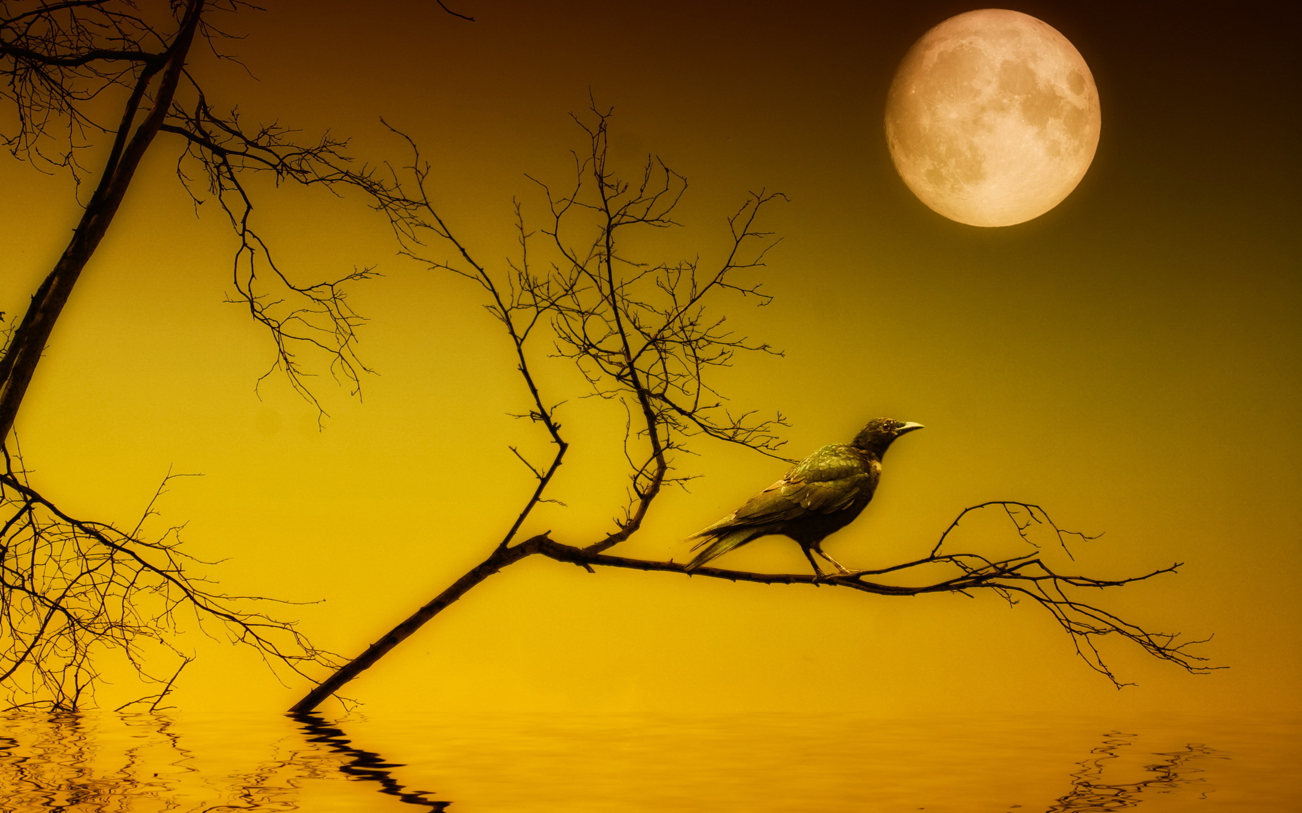 Познание птицы. Птицы ночью. Ночь дерево птица. Птицы на рассвете. Птицы на дереве.